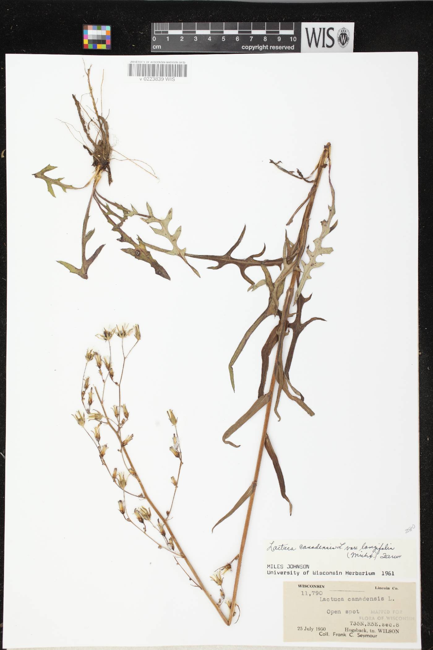 Lactuca canadensis image