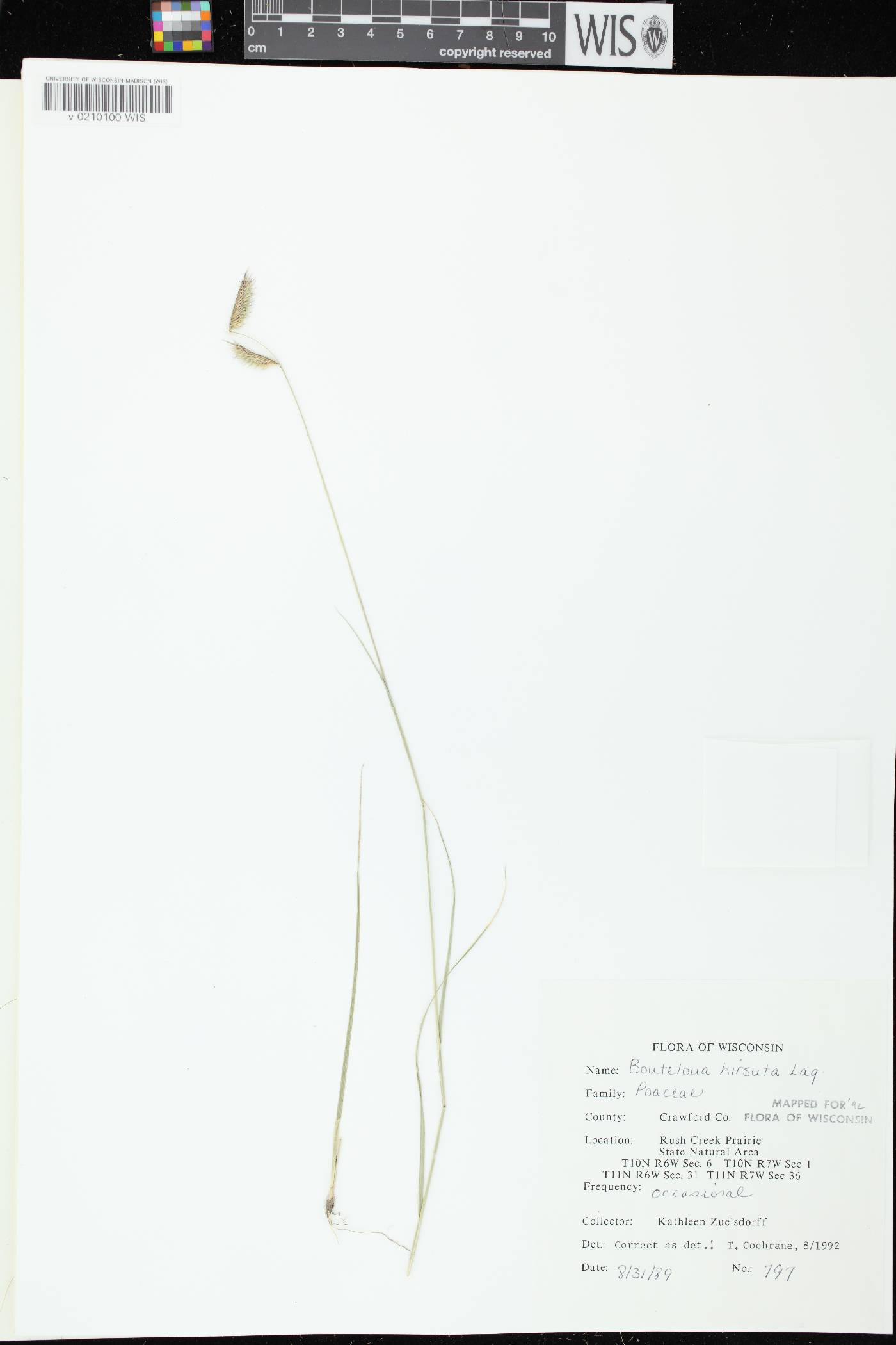 Bouteloua hirsuta subsp. hirsuta image