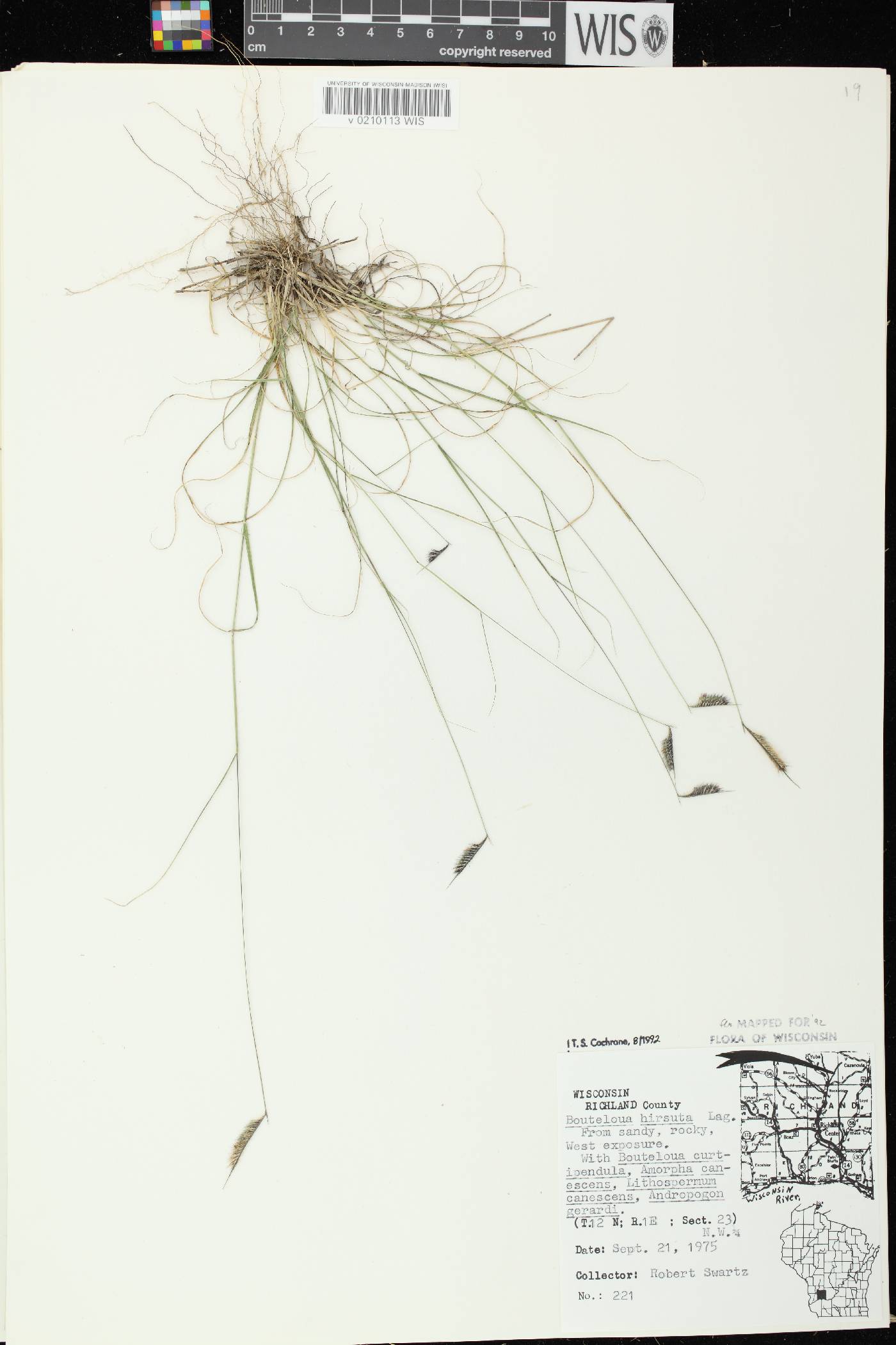 Bouteloua hirsuta image