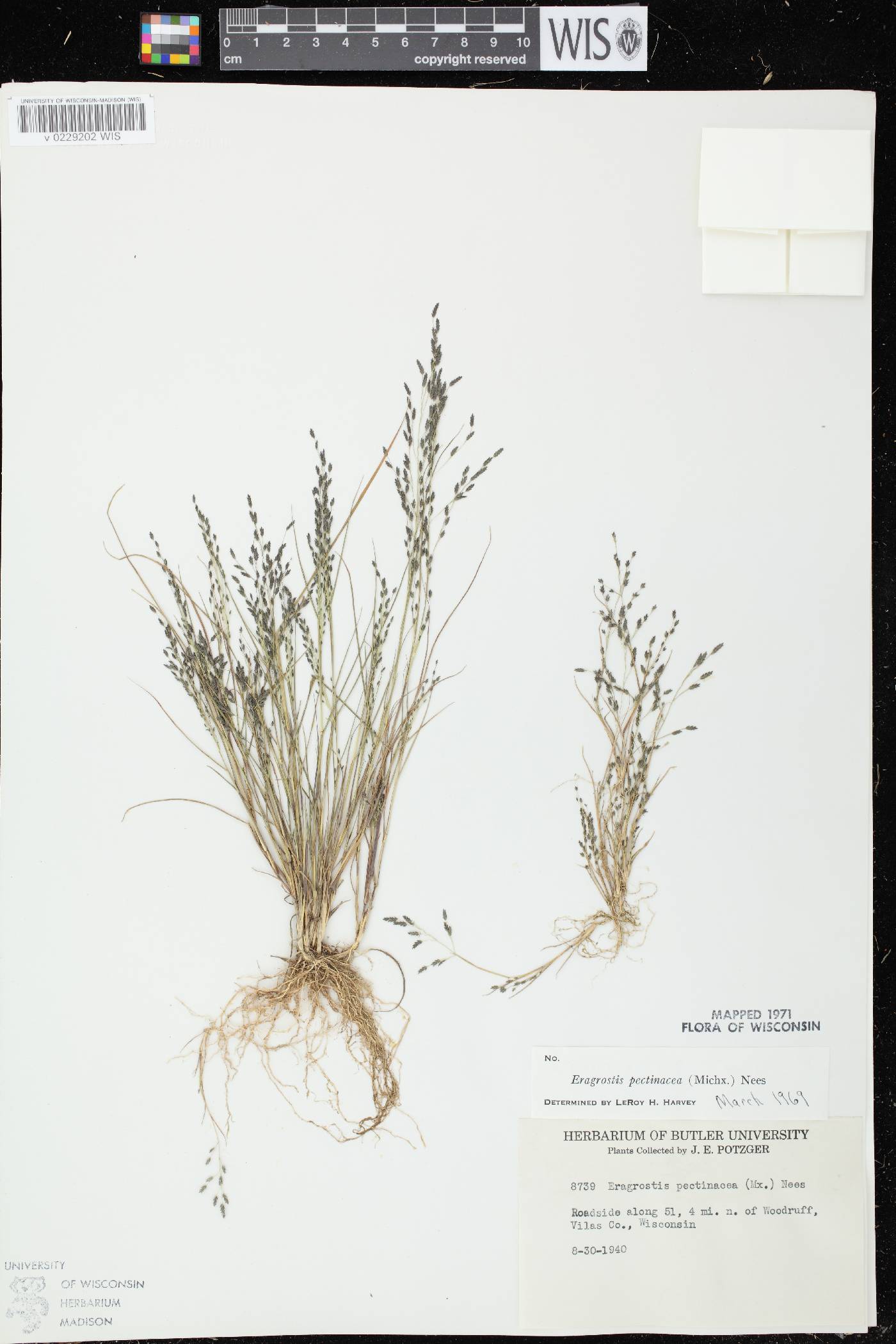 Eragrostis pectinacea var. pectinacea image