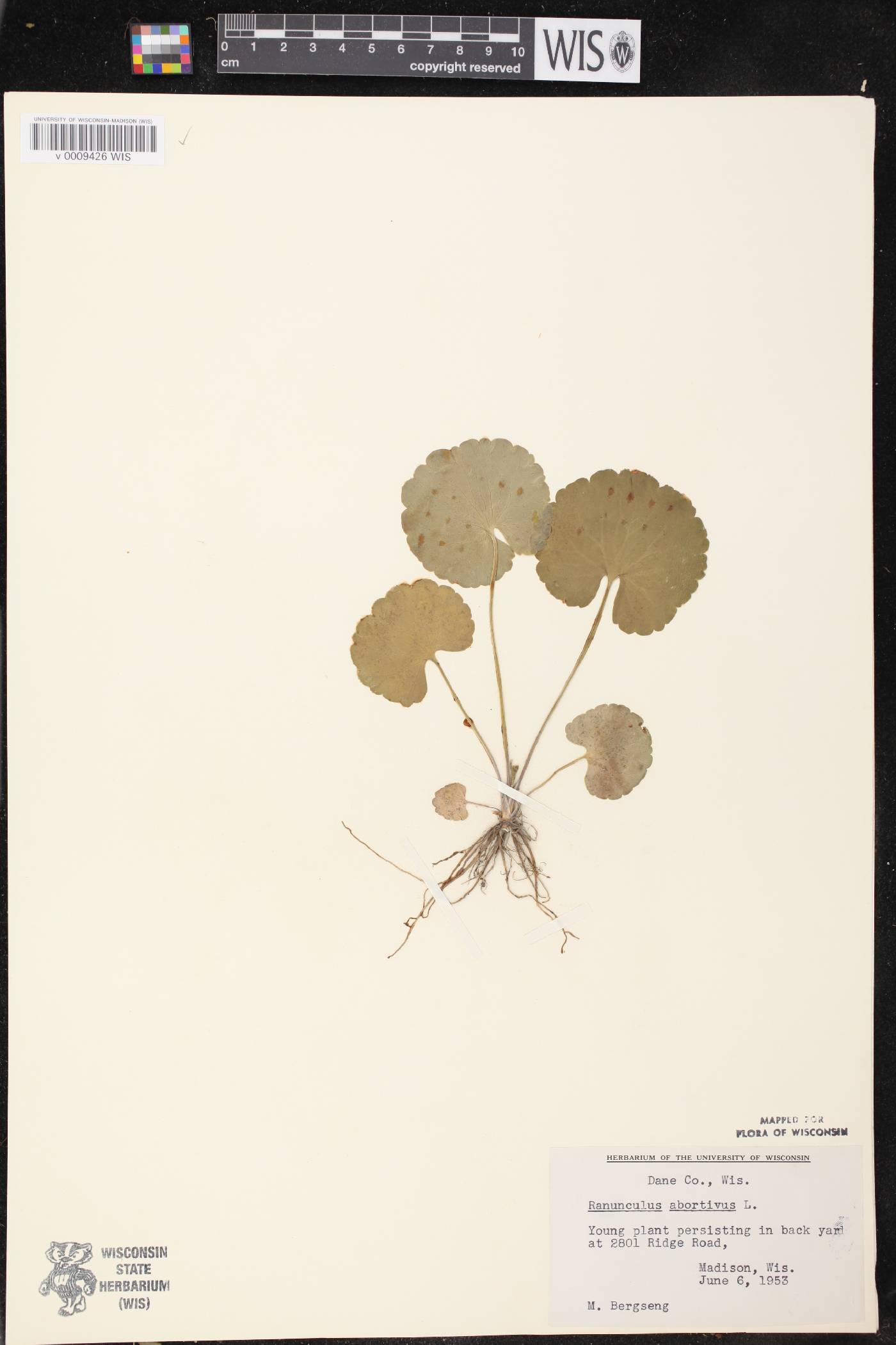 Ranunculus abortivus image