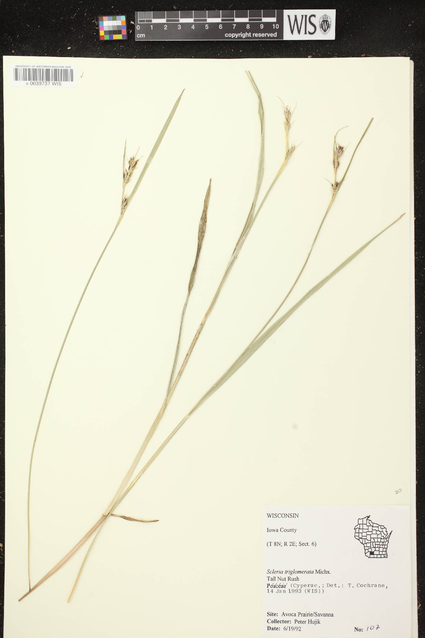Scleria triglomerata image