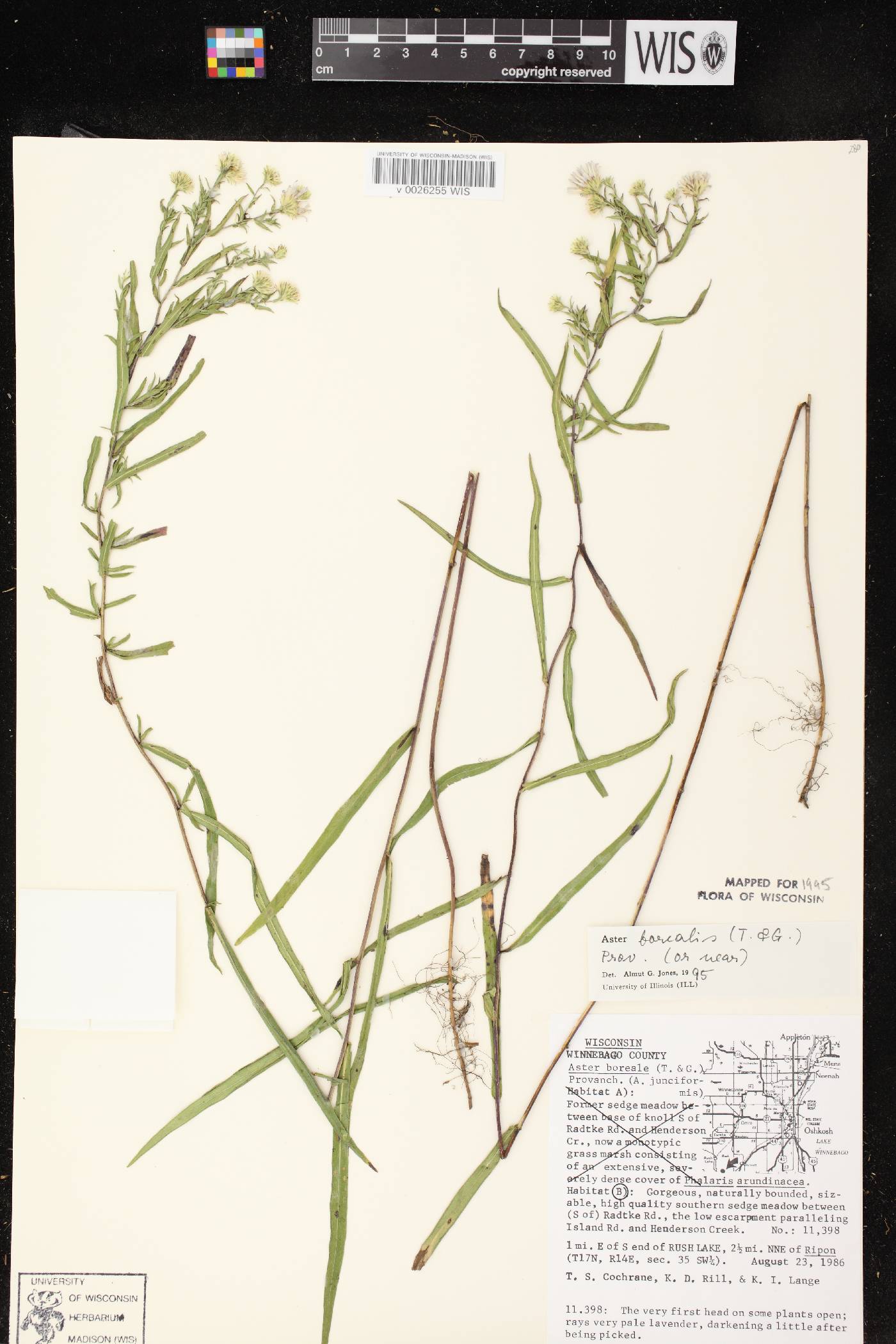 Symphyotrichum boreale image