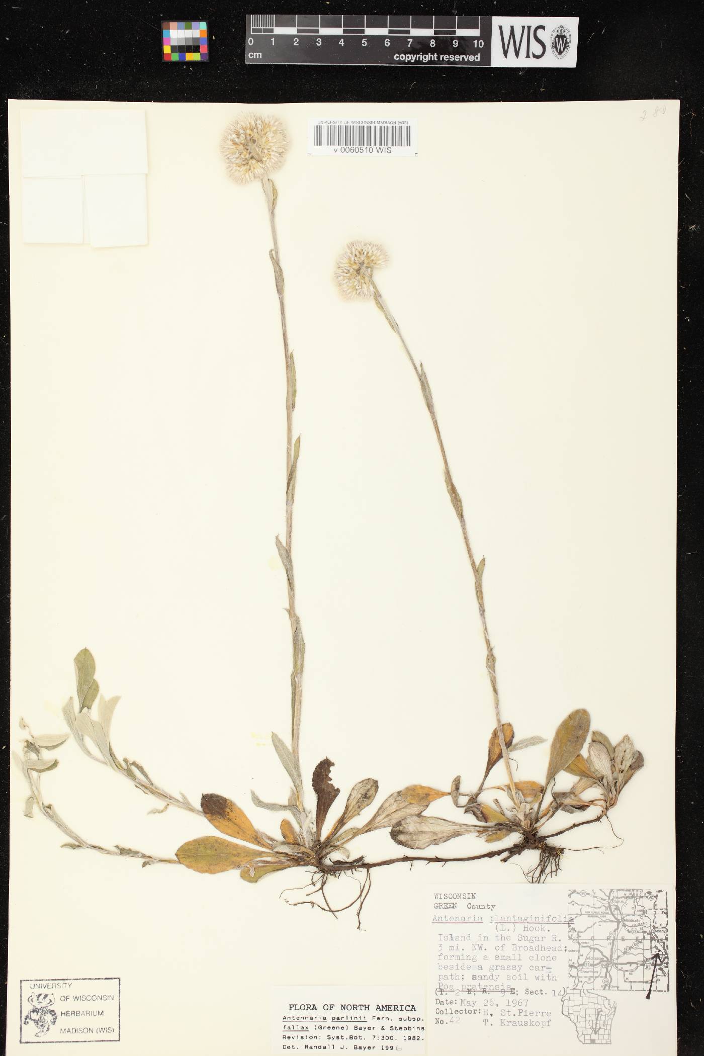 Antennaria parlinii subsp. fallax image