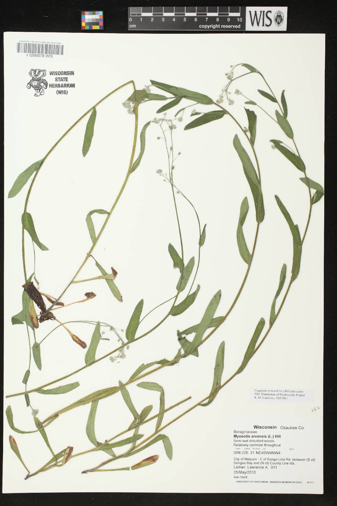 Myosotis arvensis image