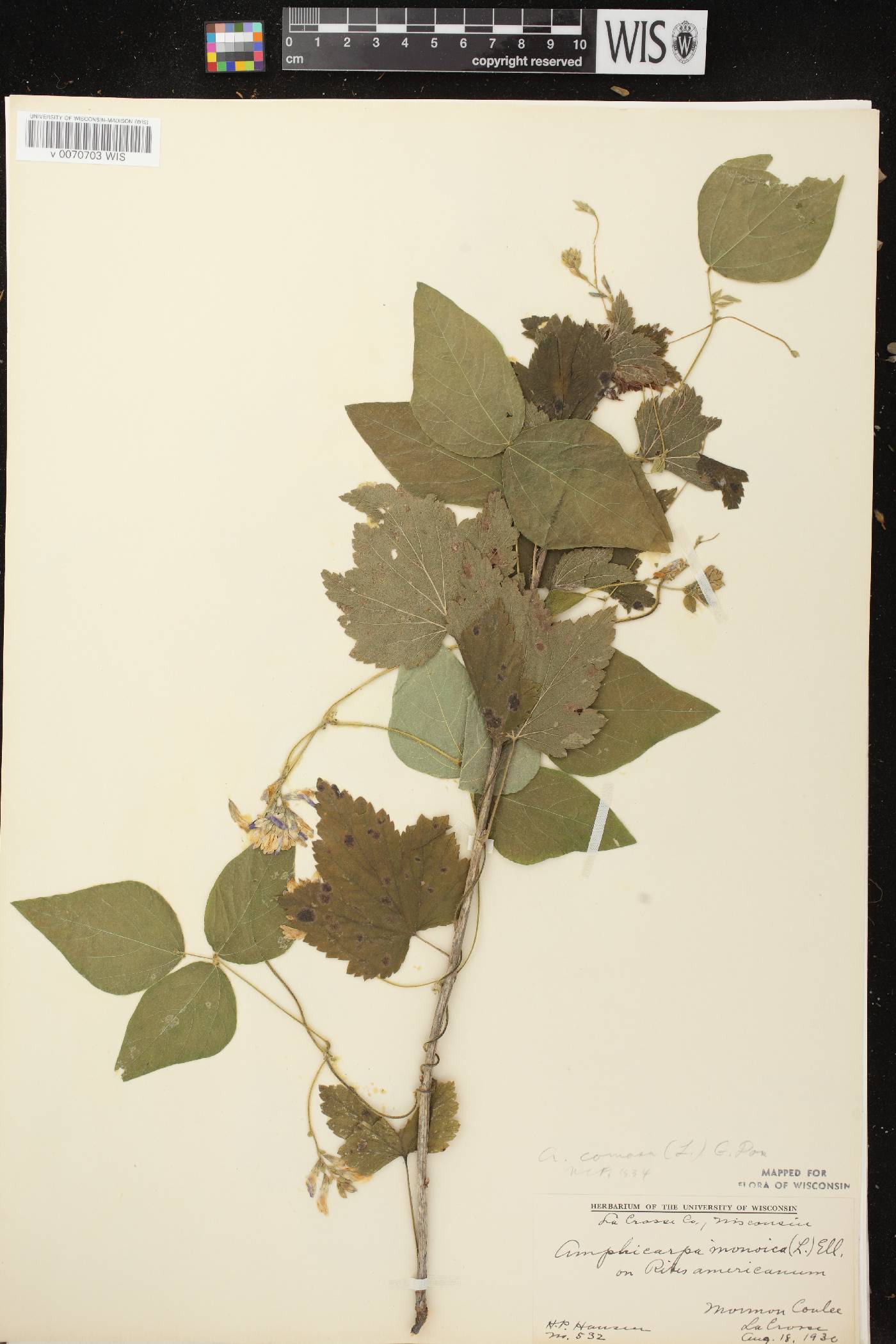 Amphicarpaea bracteata image