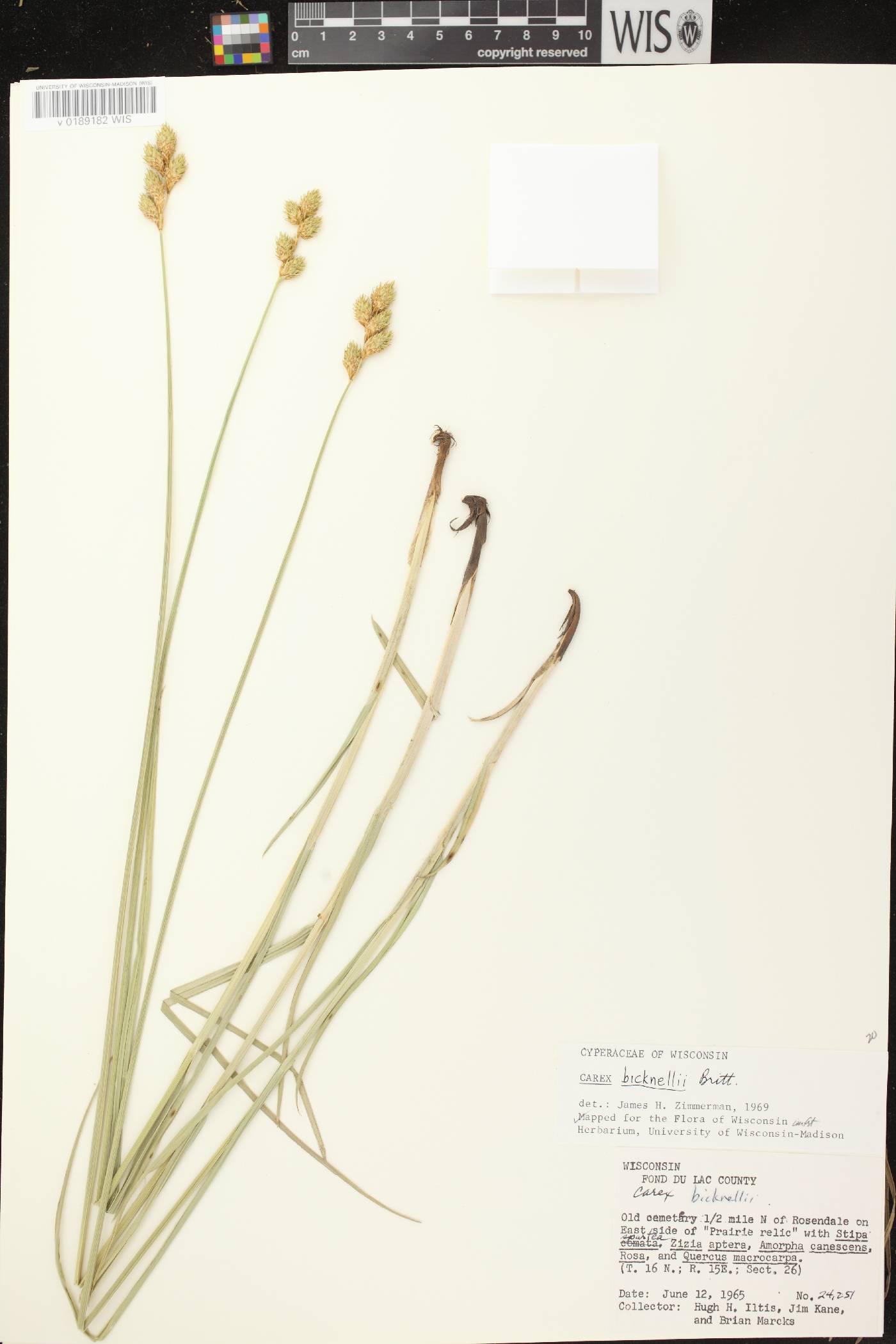 Carex bicknellii image