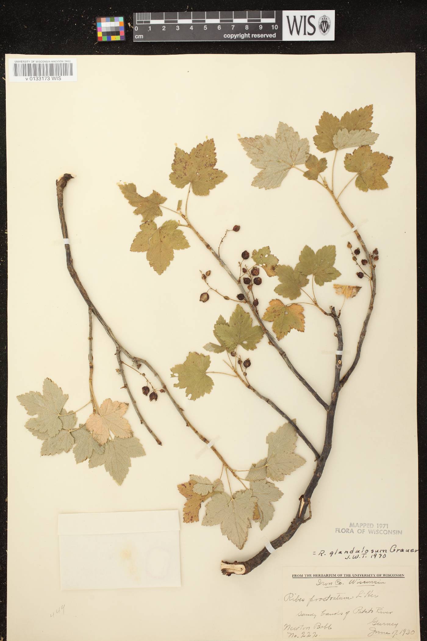 Ribes glandulosum image