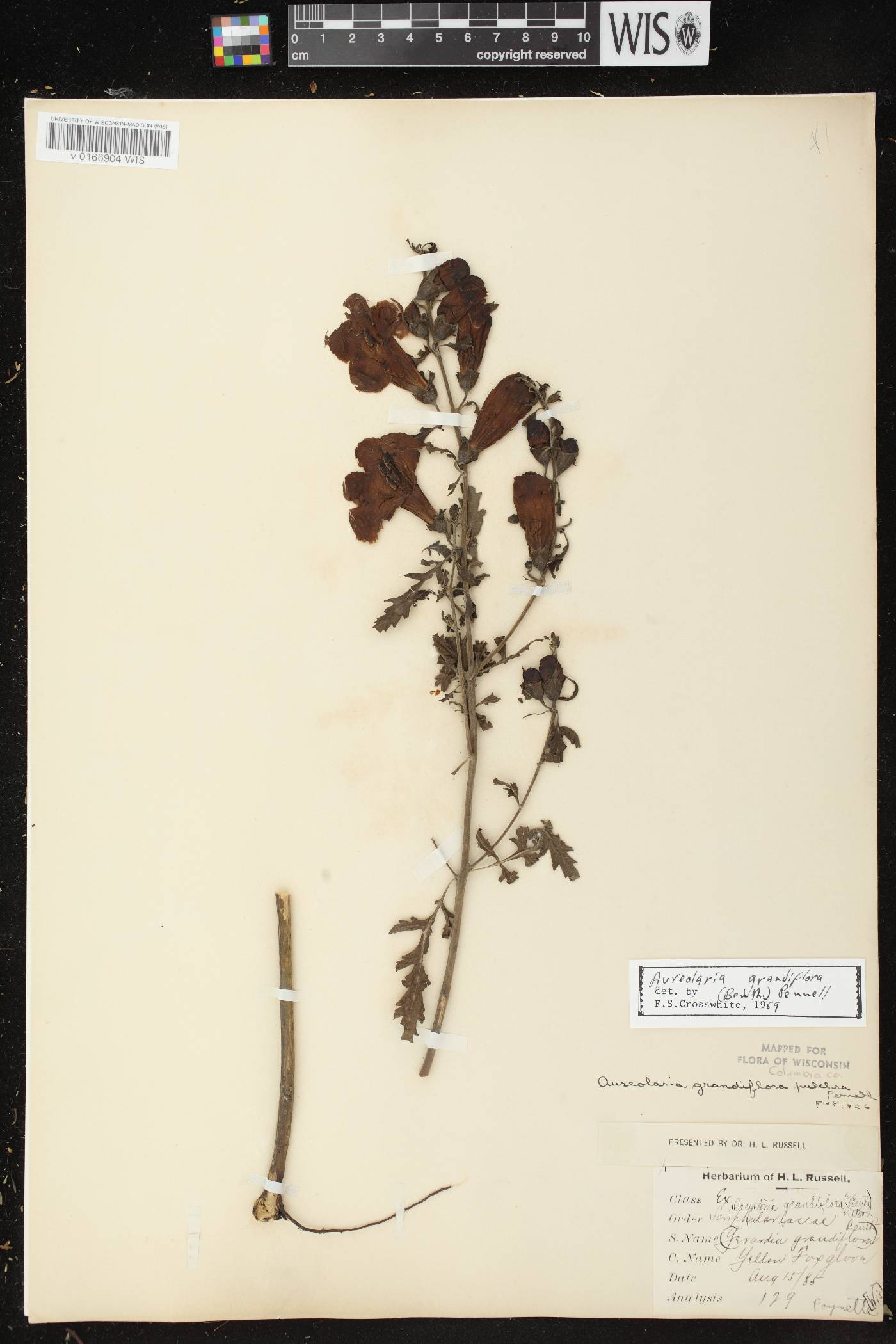 Aureolaria grandiflora var. pulchra image