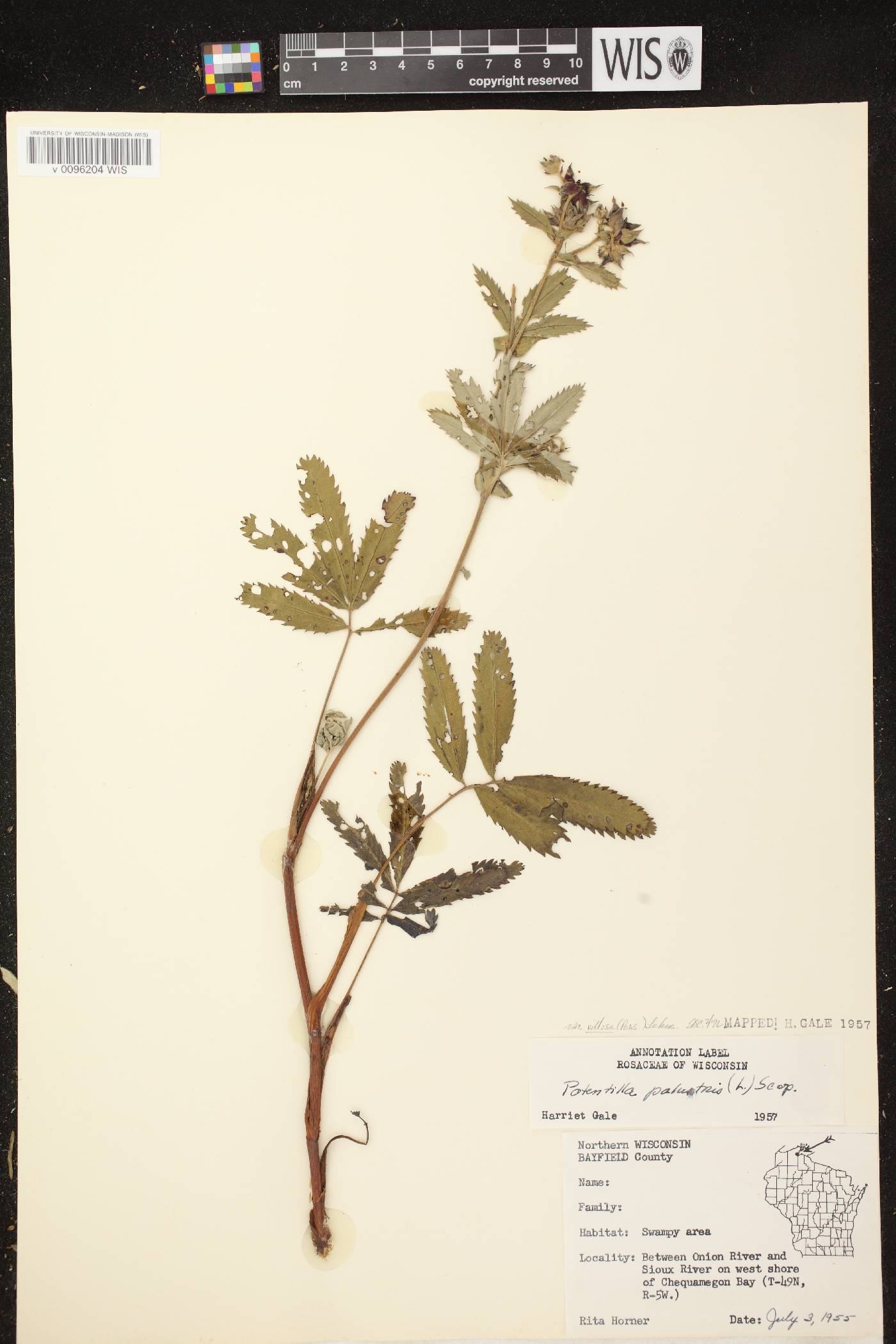 Comarum palustre image