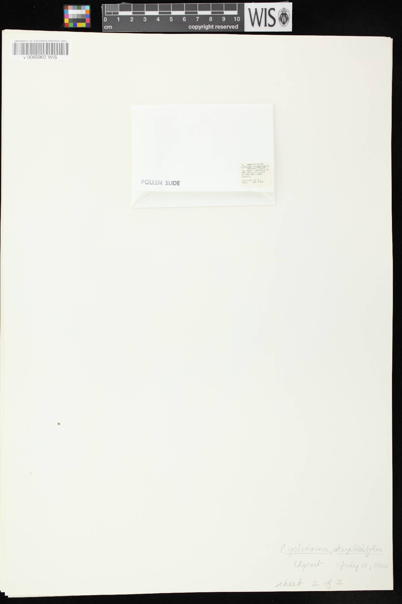 Cycloloma atriplicifolium image