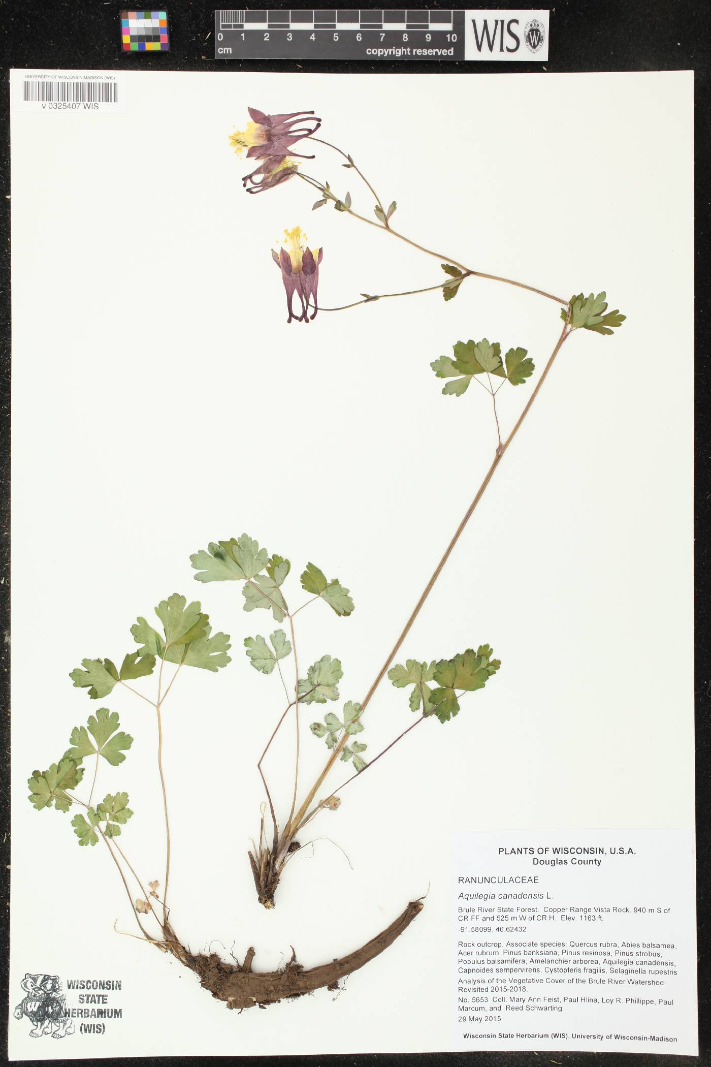 Aquilegia canadensis image