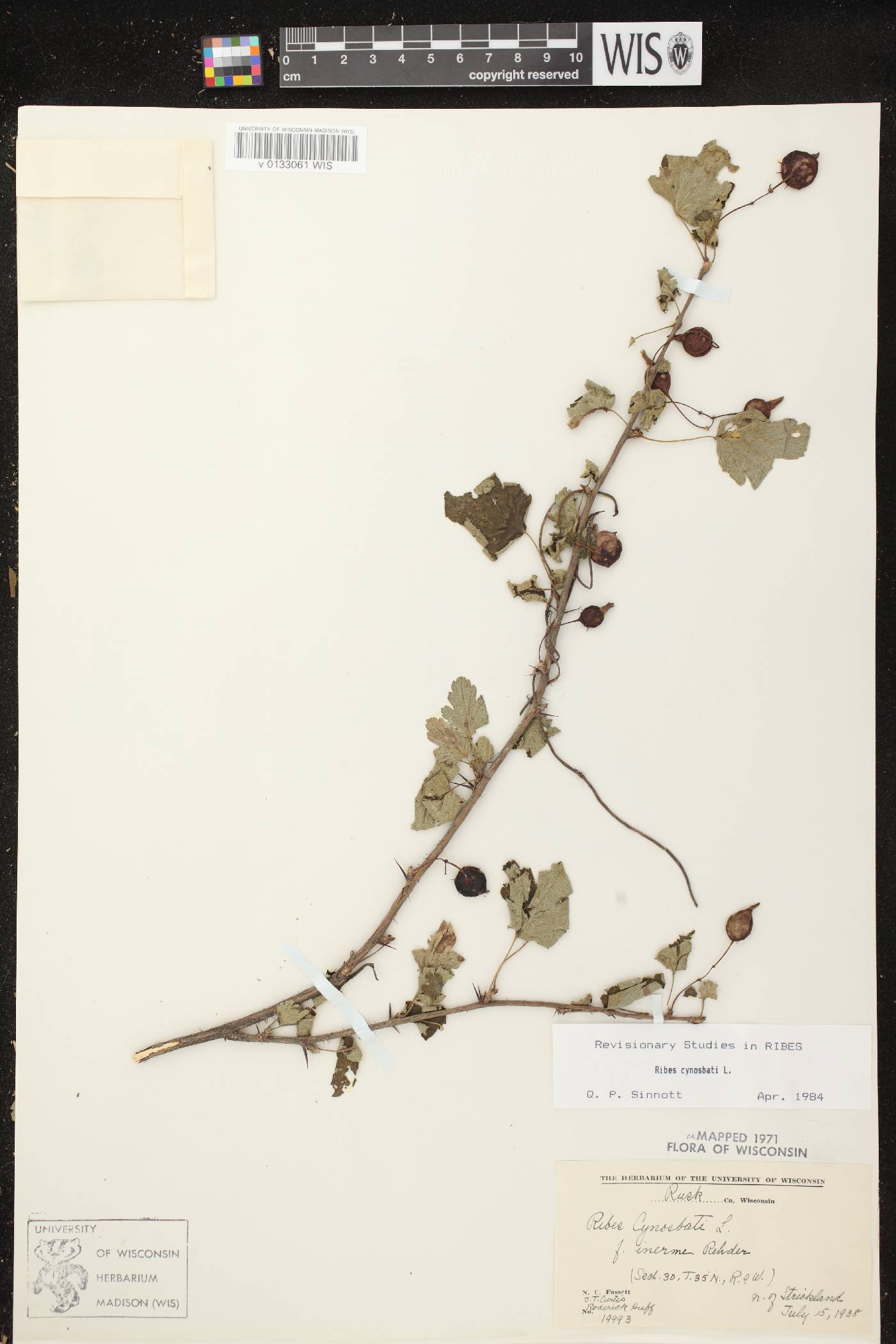 Ribes cynosbati image