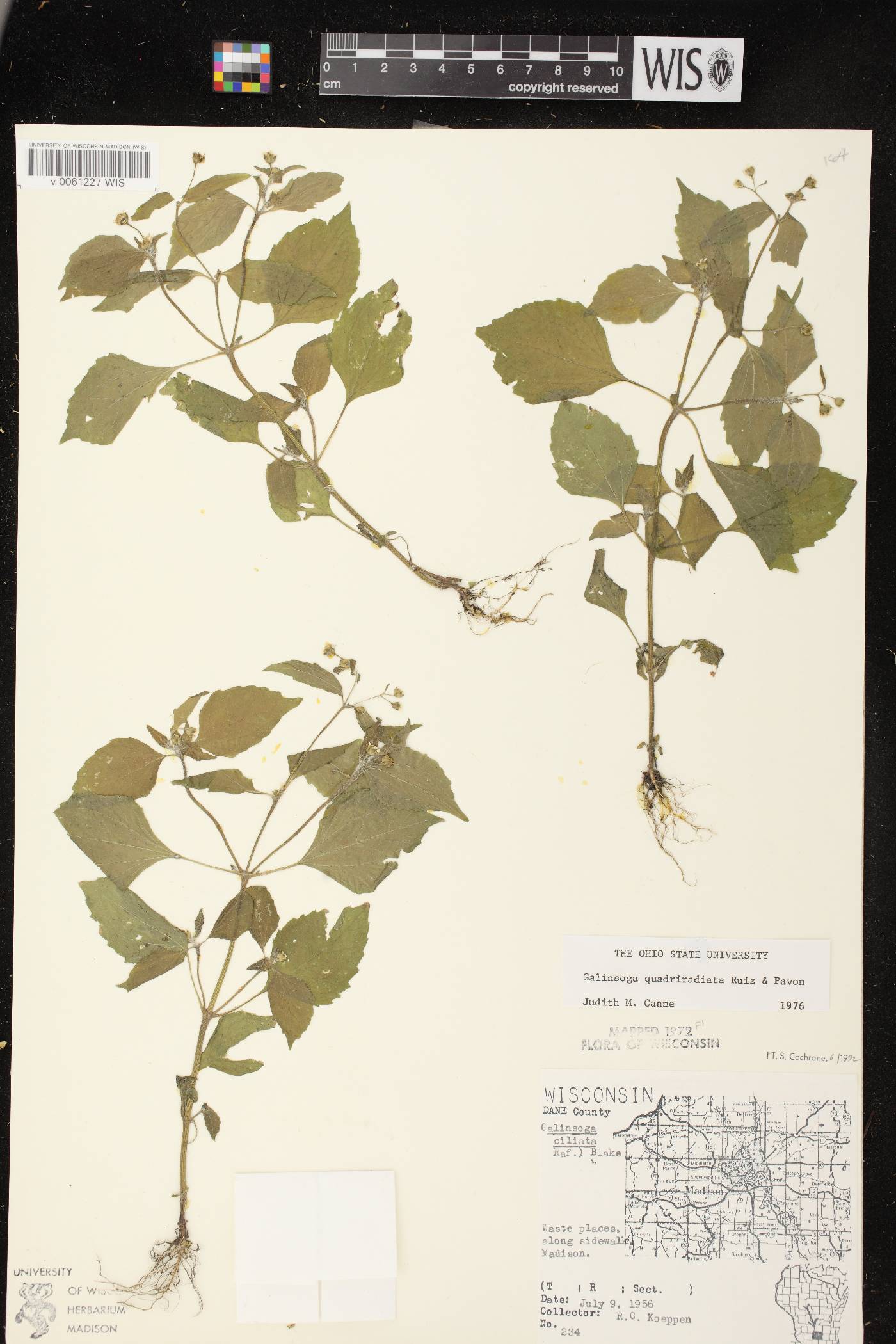 Galinsoga quadriradiata image
