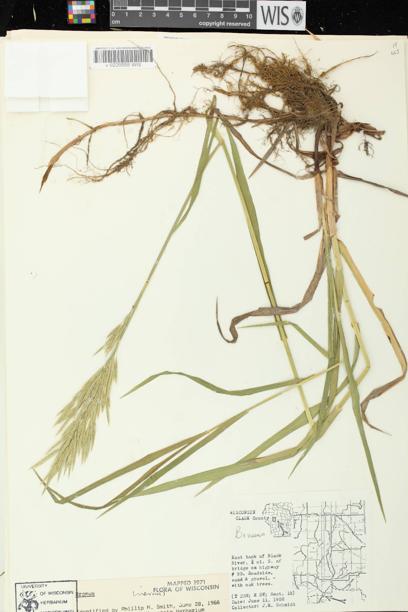 Bromus inermis image