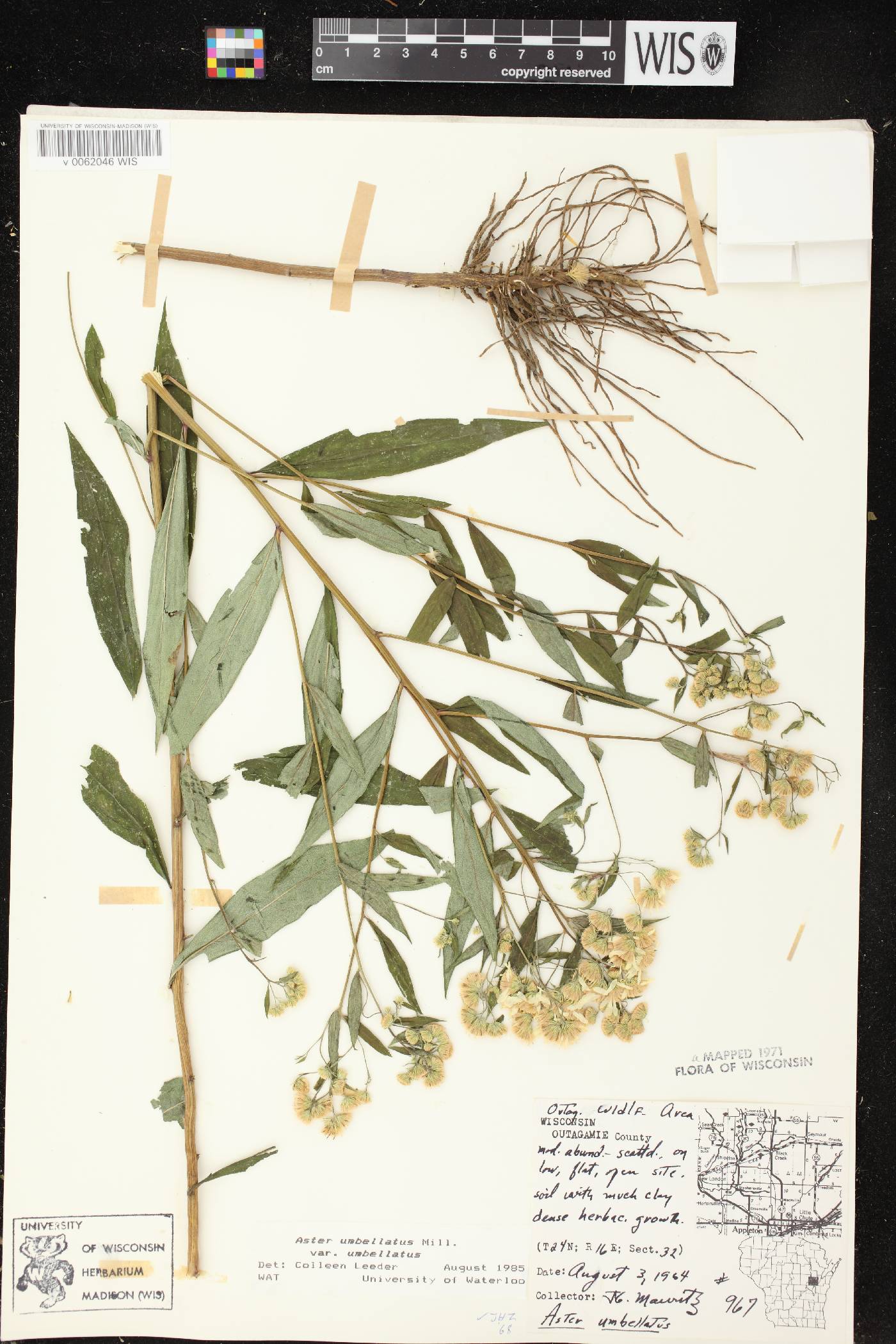 Doellingeria umbellata var. umbellata image