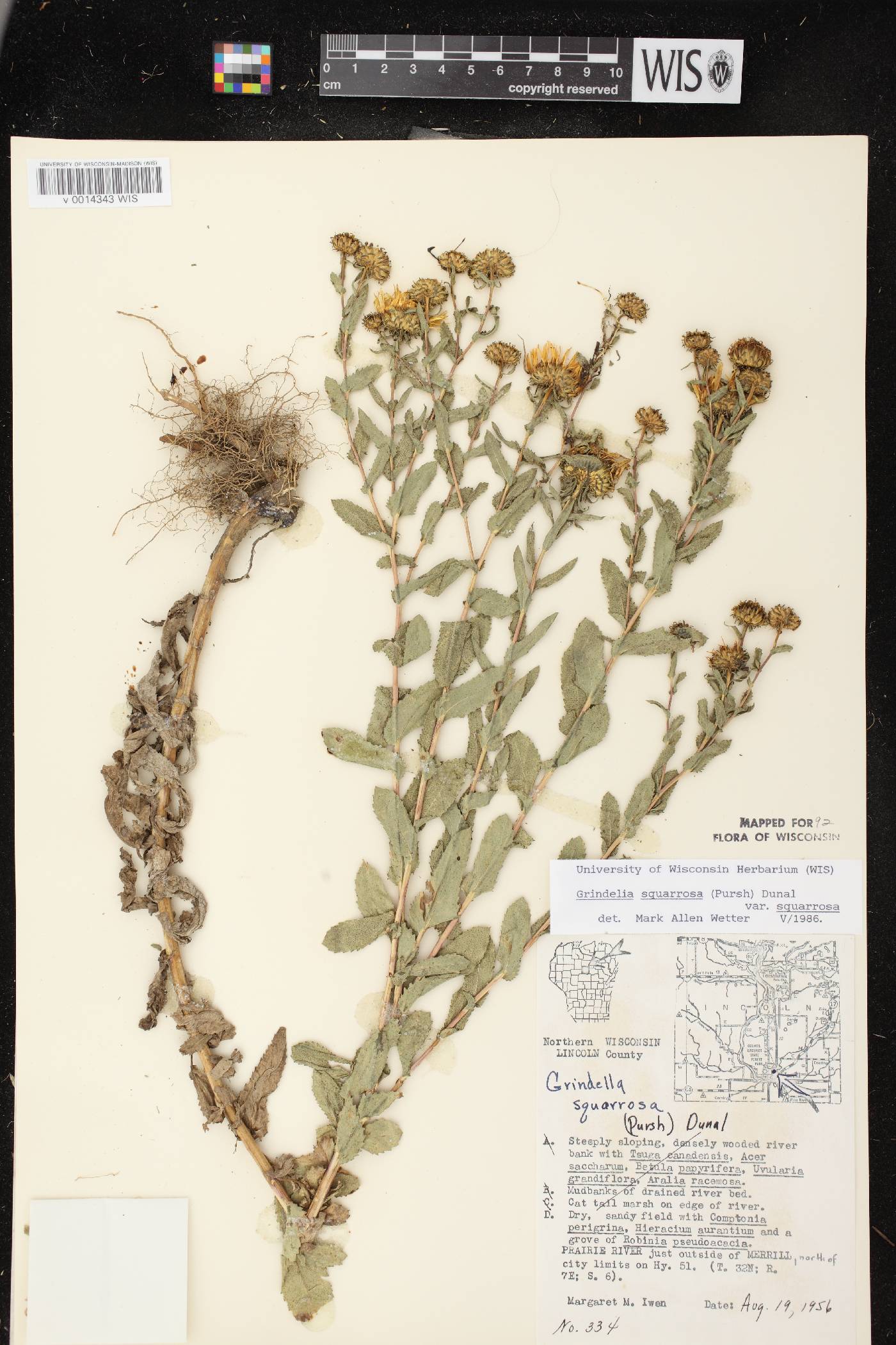 Grindelia squarrosa image