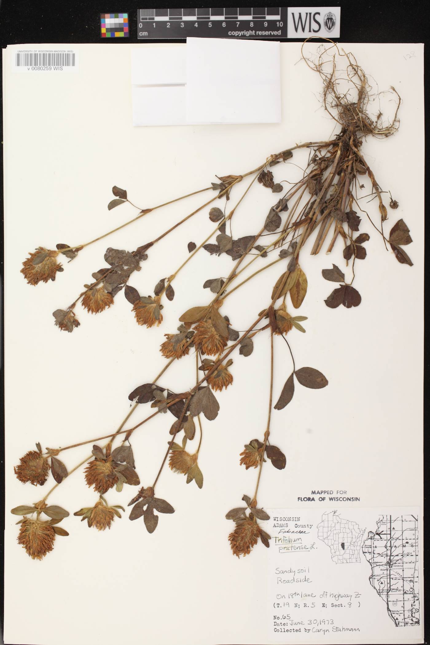Trifolium pratense image