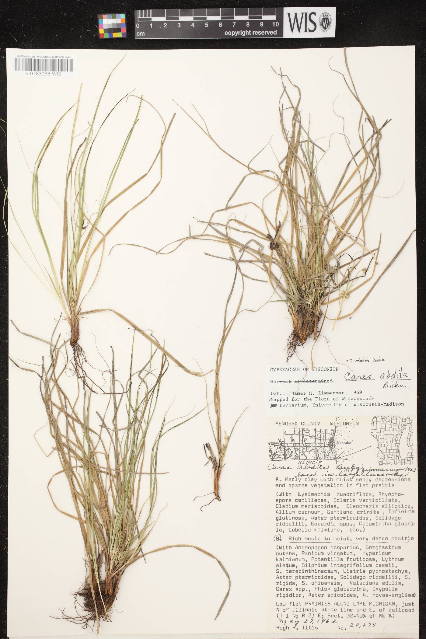 Carex umbellata image