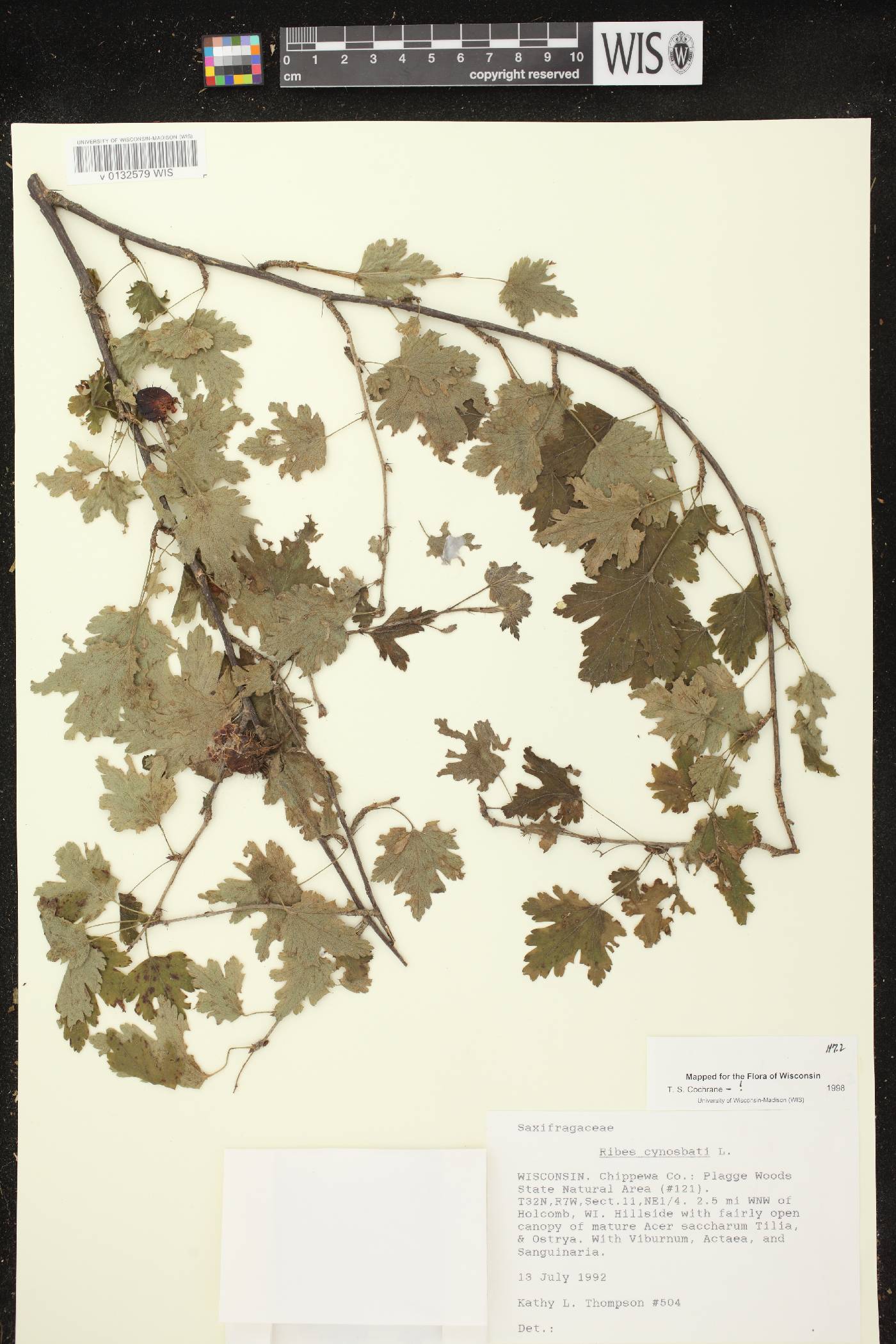 Ribes cynosbati image