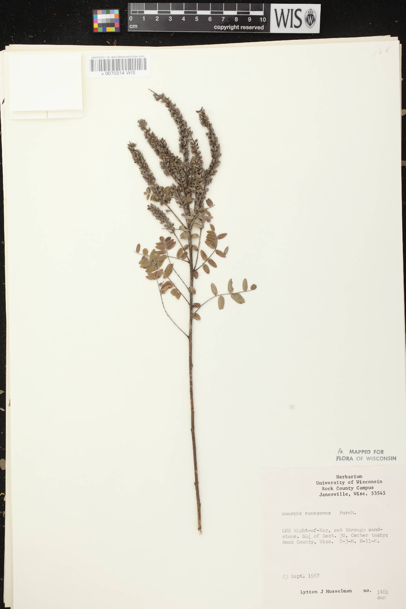 Amorpha canescens image