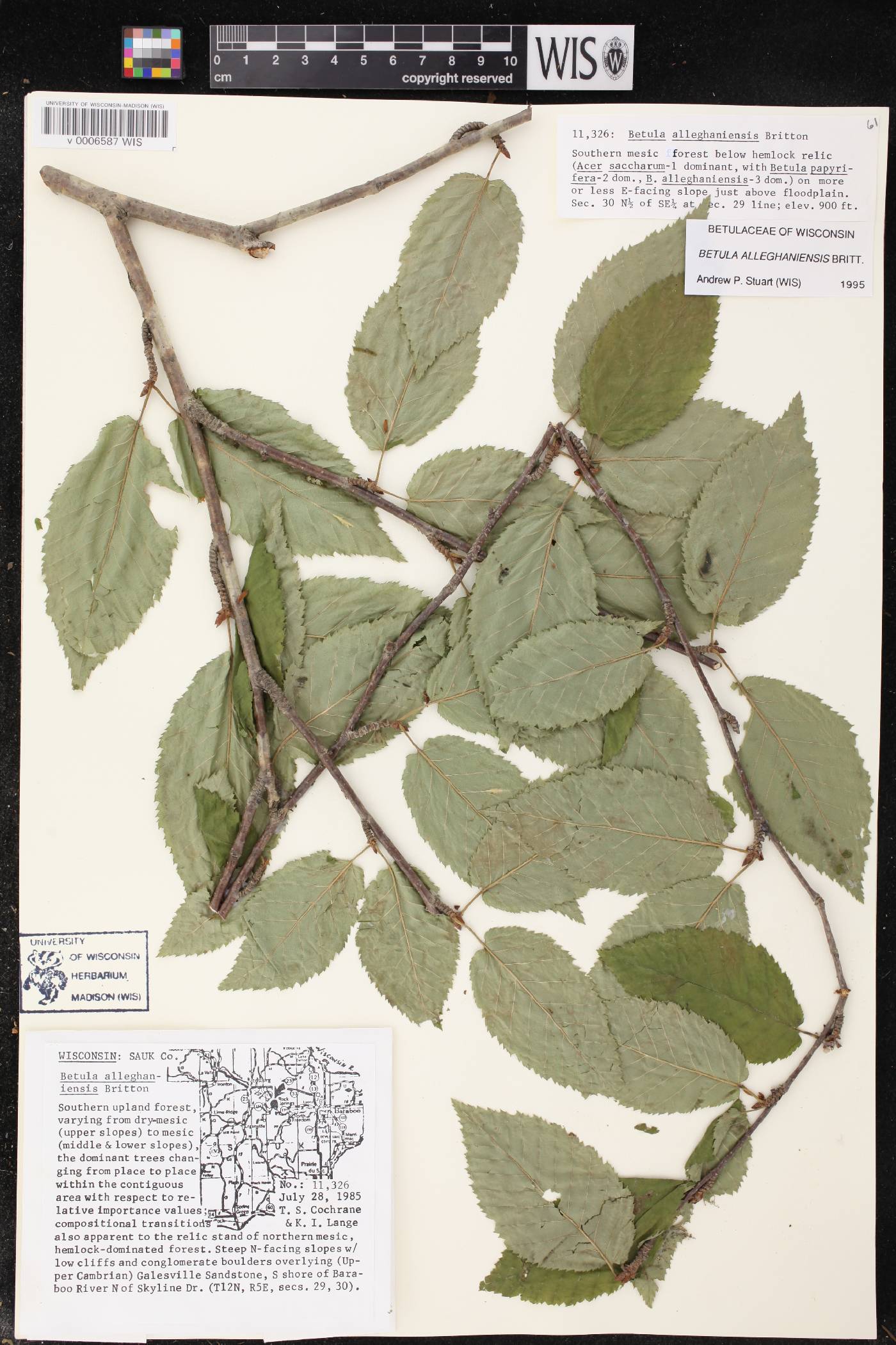 Betula alleghaniensis image
