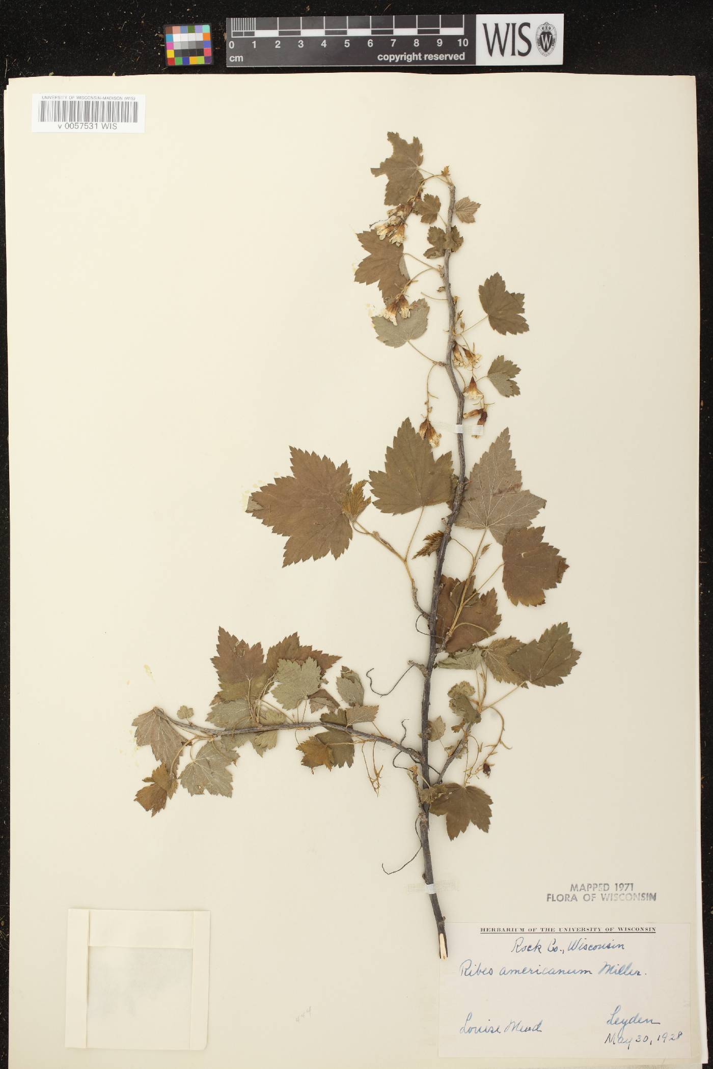 Ribes americanum image