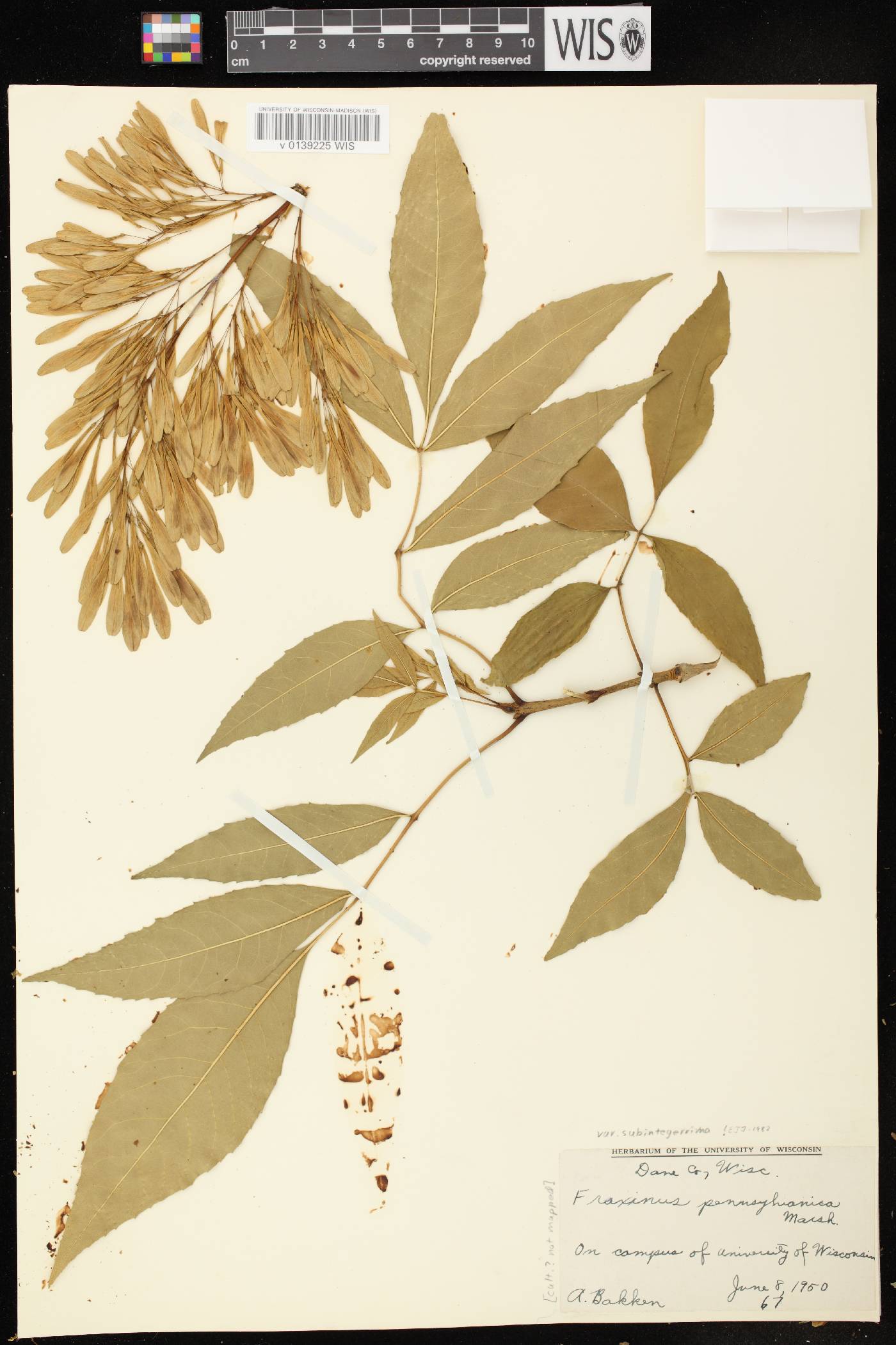 Fraxinus pennsylvanica image
