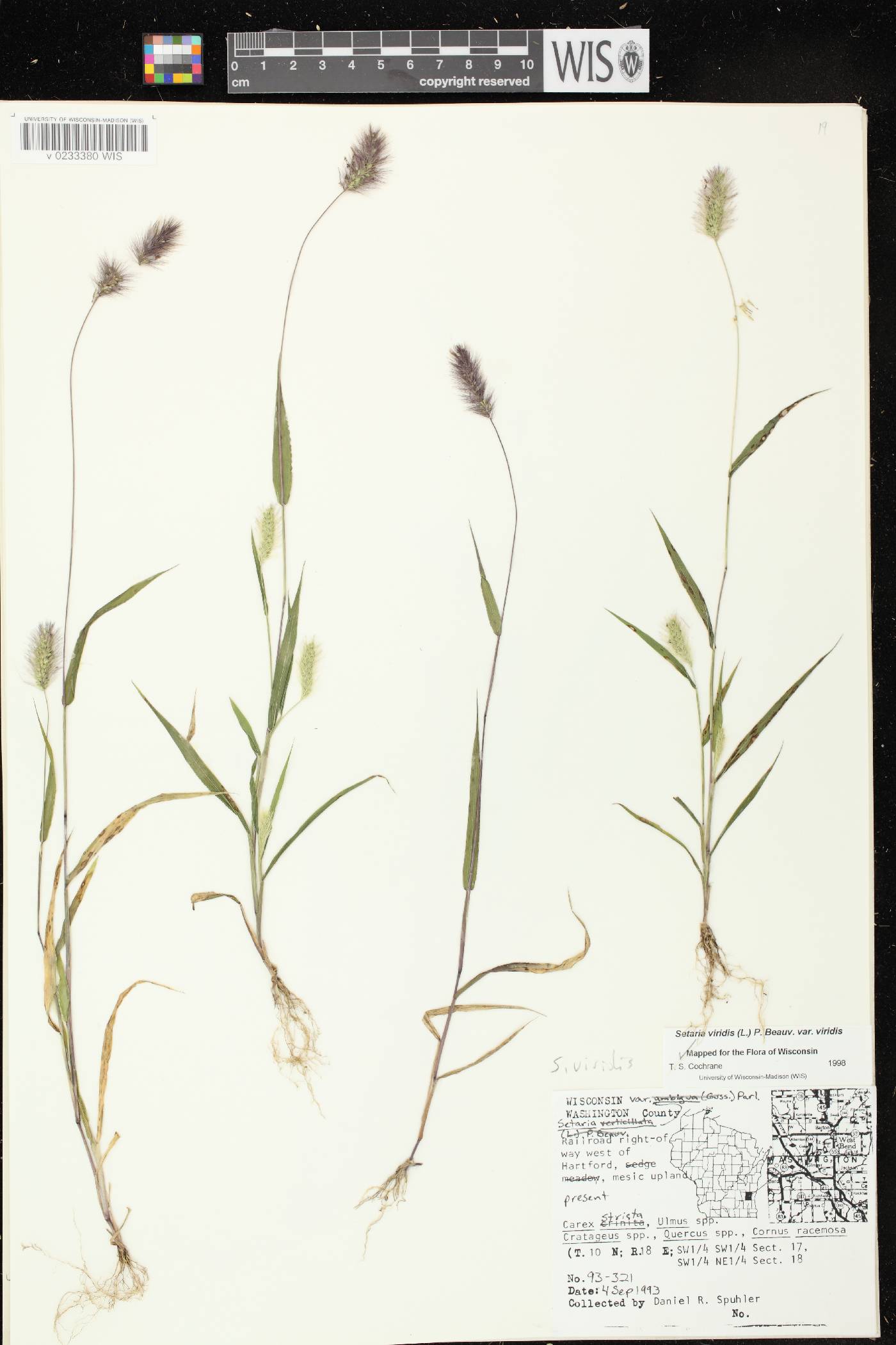 Setaria viridis var. viridis image