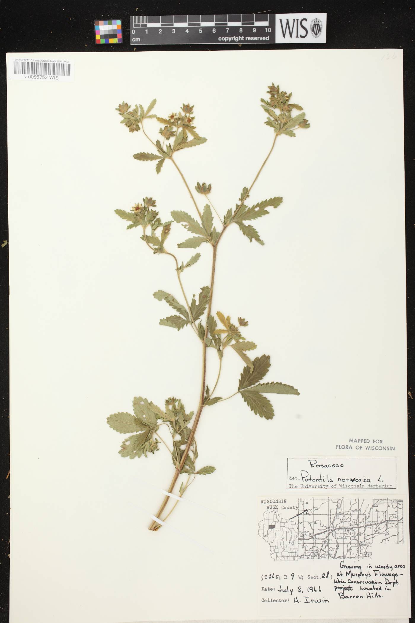 Potentilla norvegica image