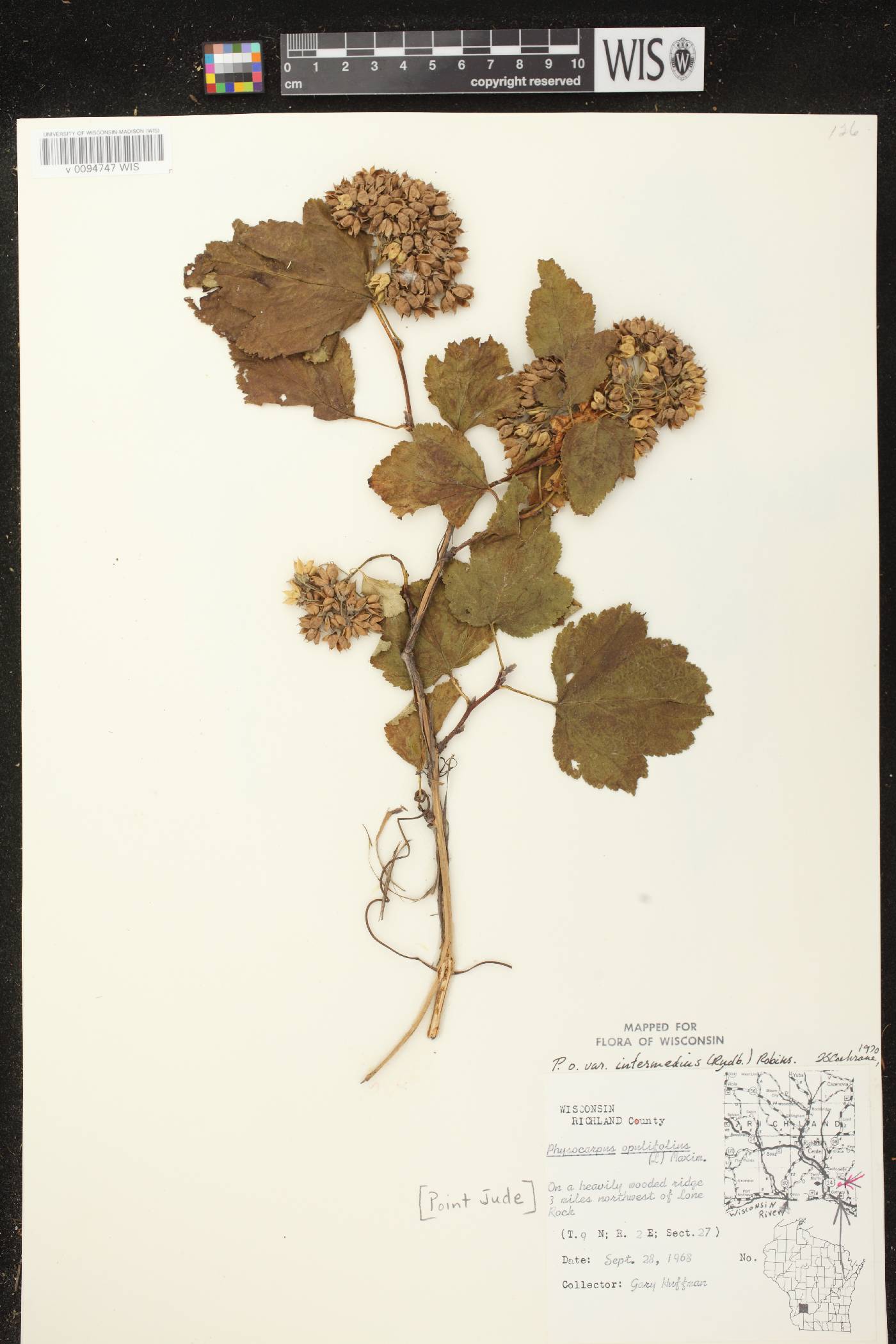 Physocarpus intermedius image