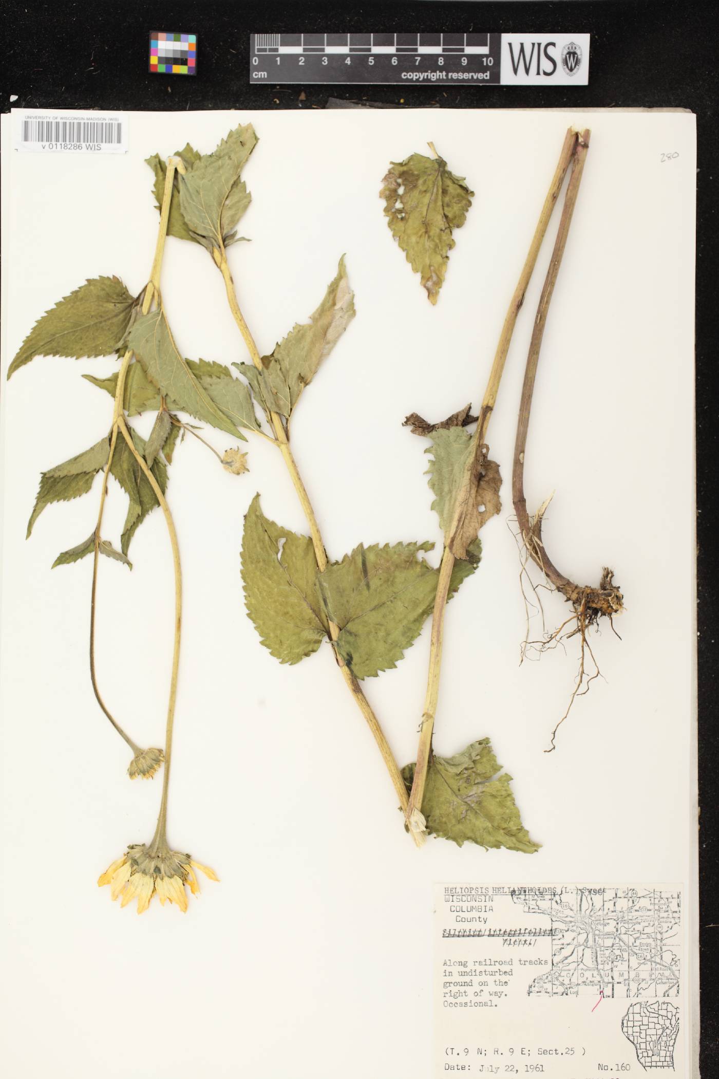 Heliopsis helianthoides image