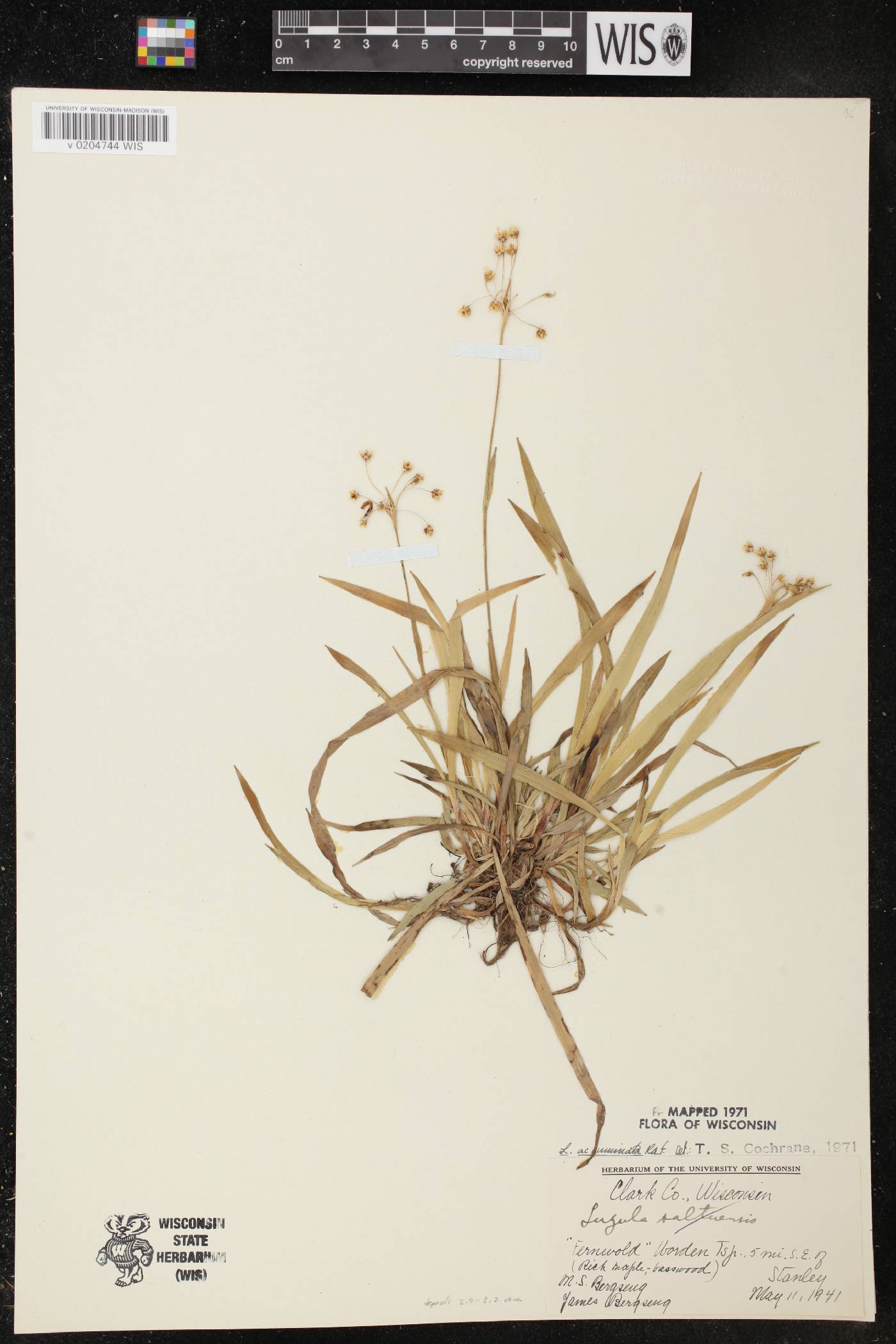 Luzula acuminata image