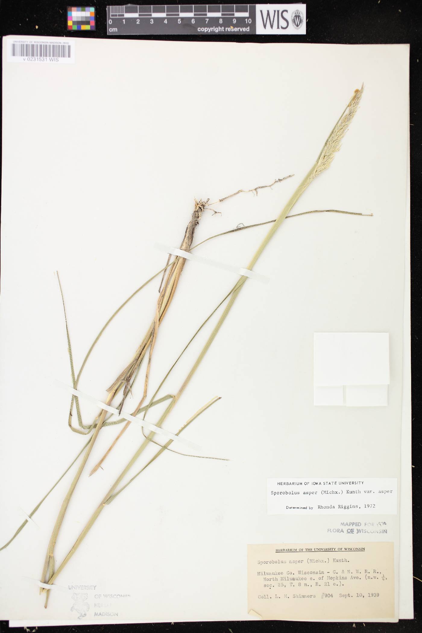 Sporobolus compositus var. compositus image