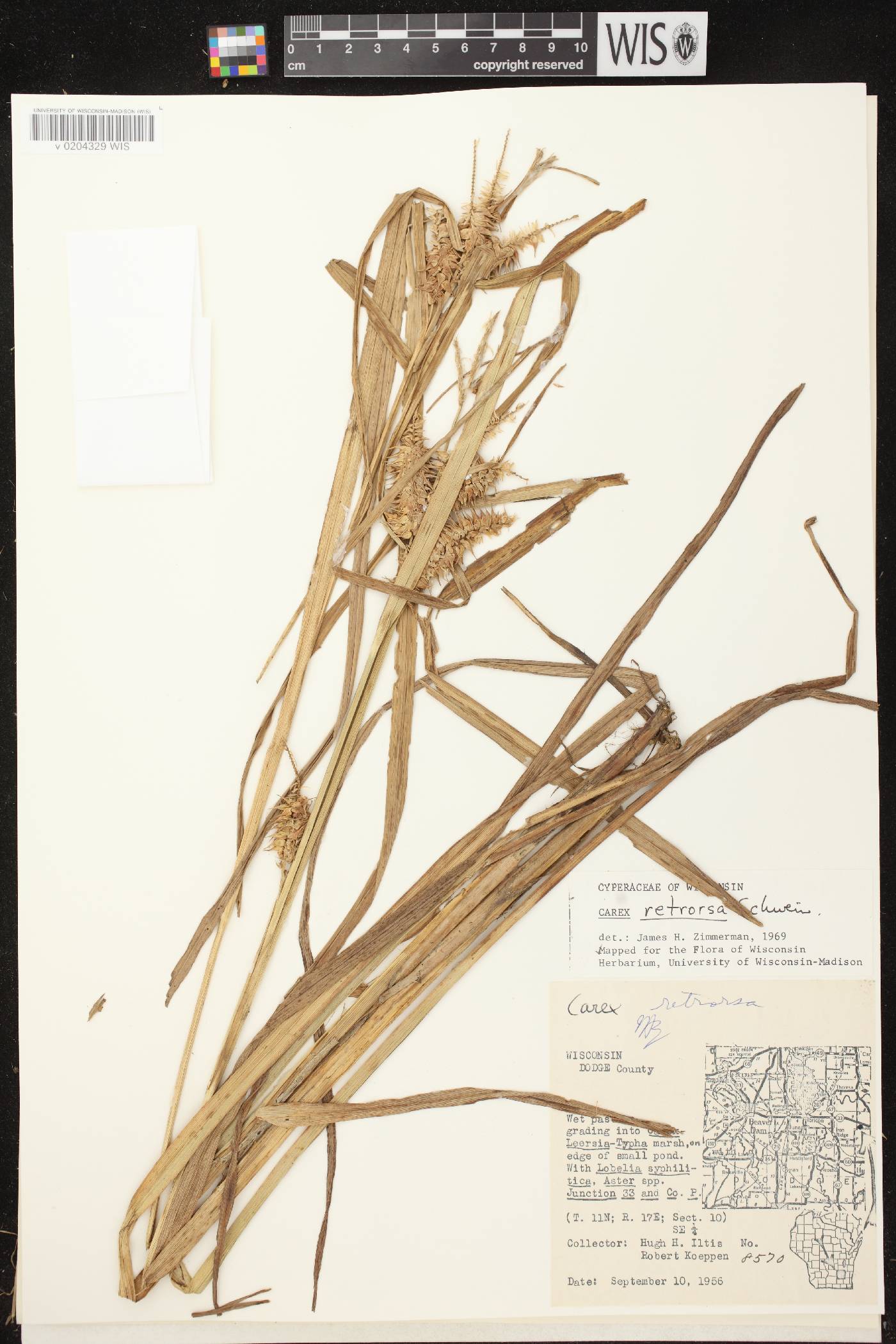 Carex pseudocyperus image