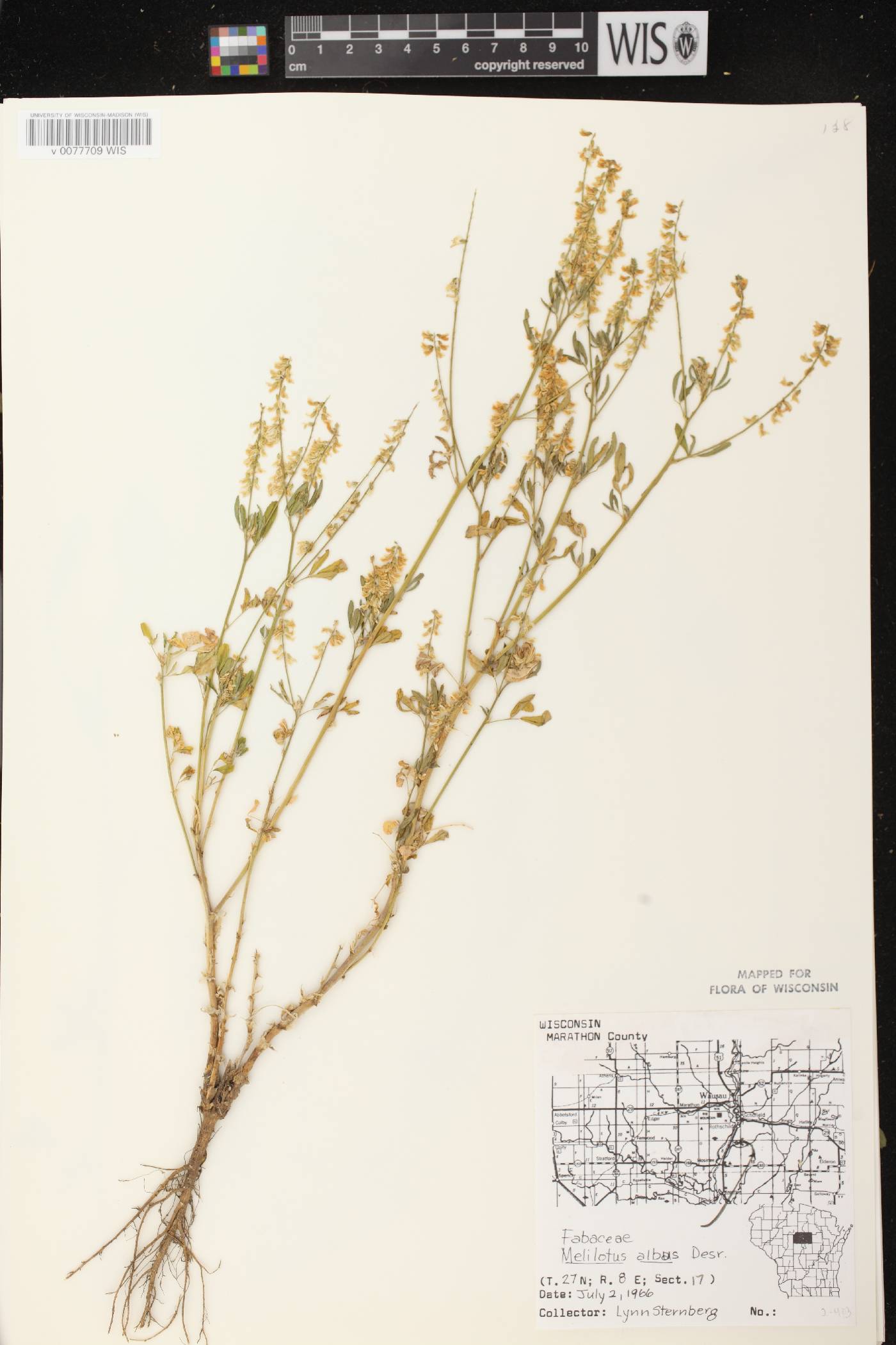Melilotus albus image