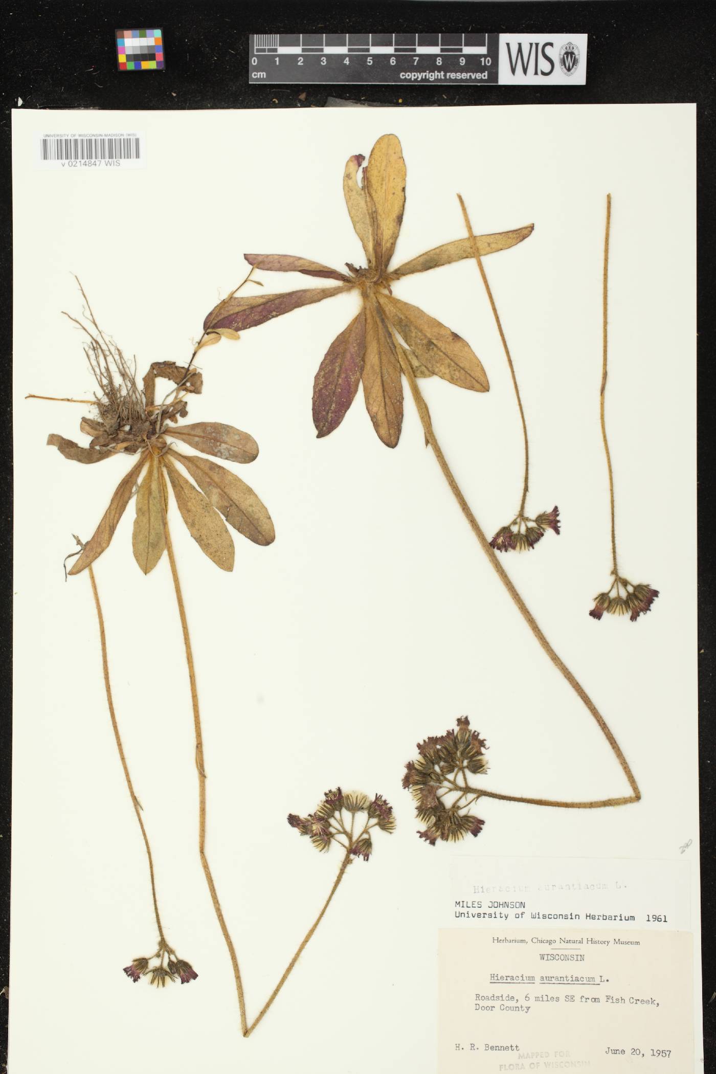 Hieracium aurantiacum image