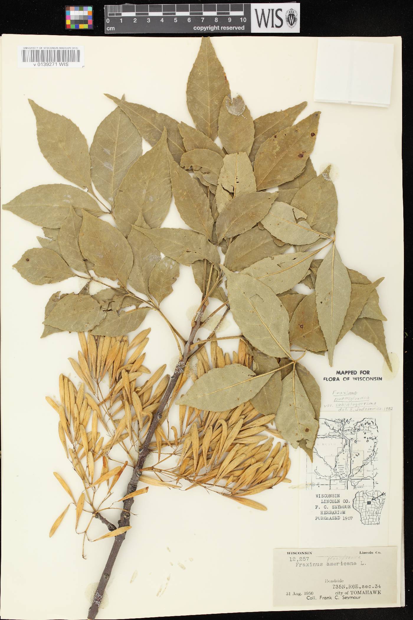 Fraxinus pennsylvanica image
