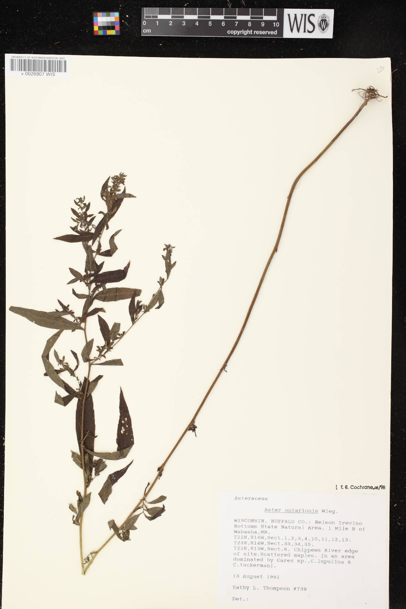 Symphyotrichum ontarionis image