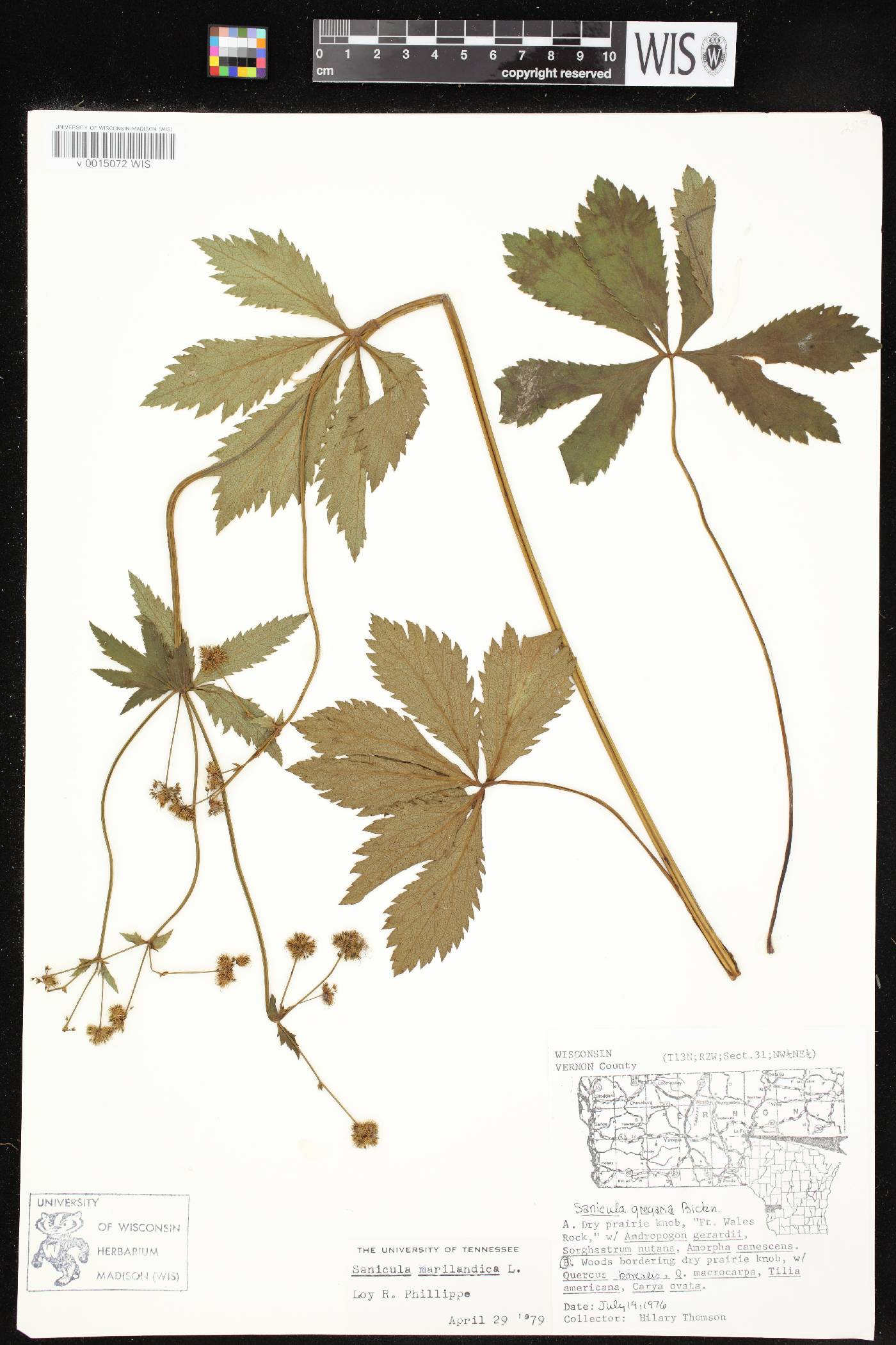 Sanicula marilandica image