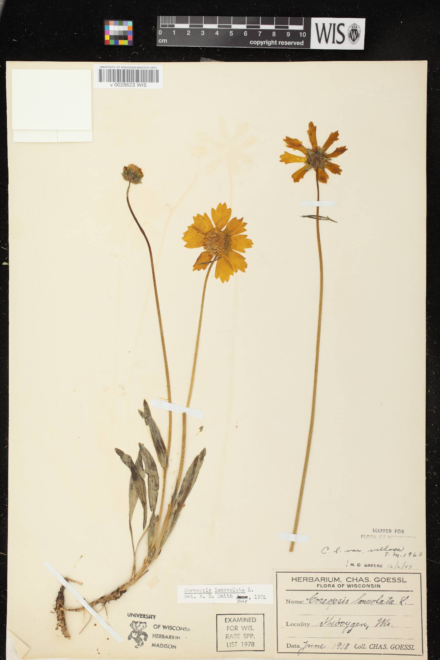 Coreopsis lanceolata image