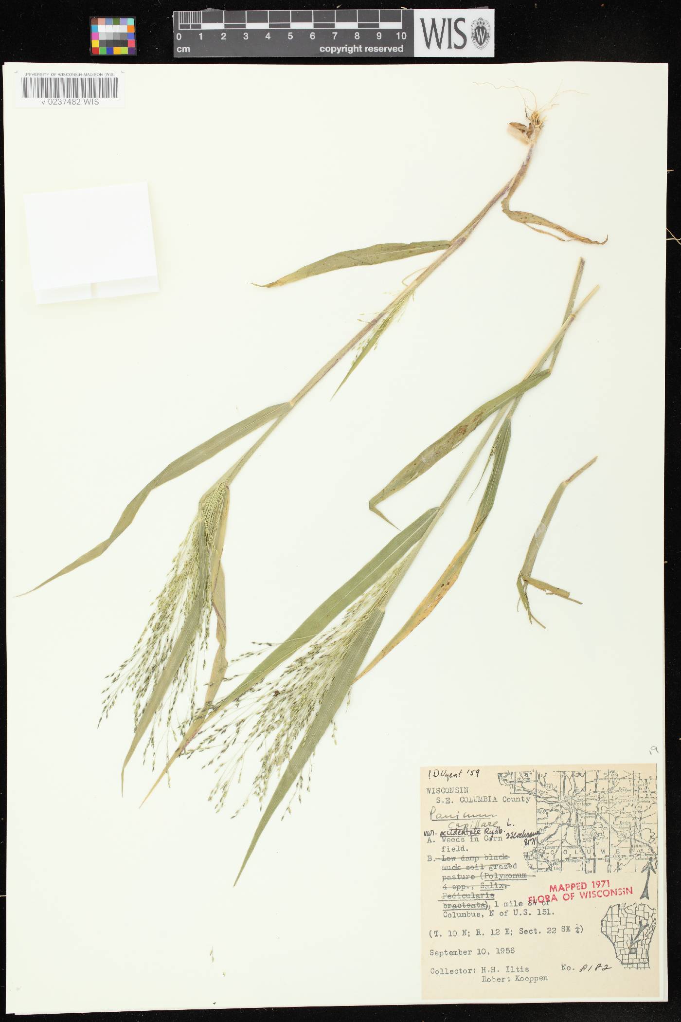 Panicum capillare subsp. capillare image