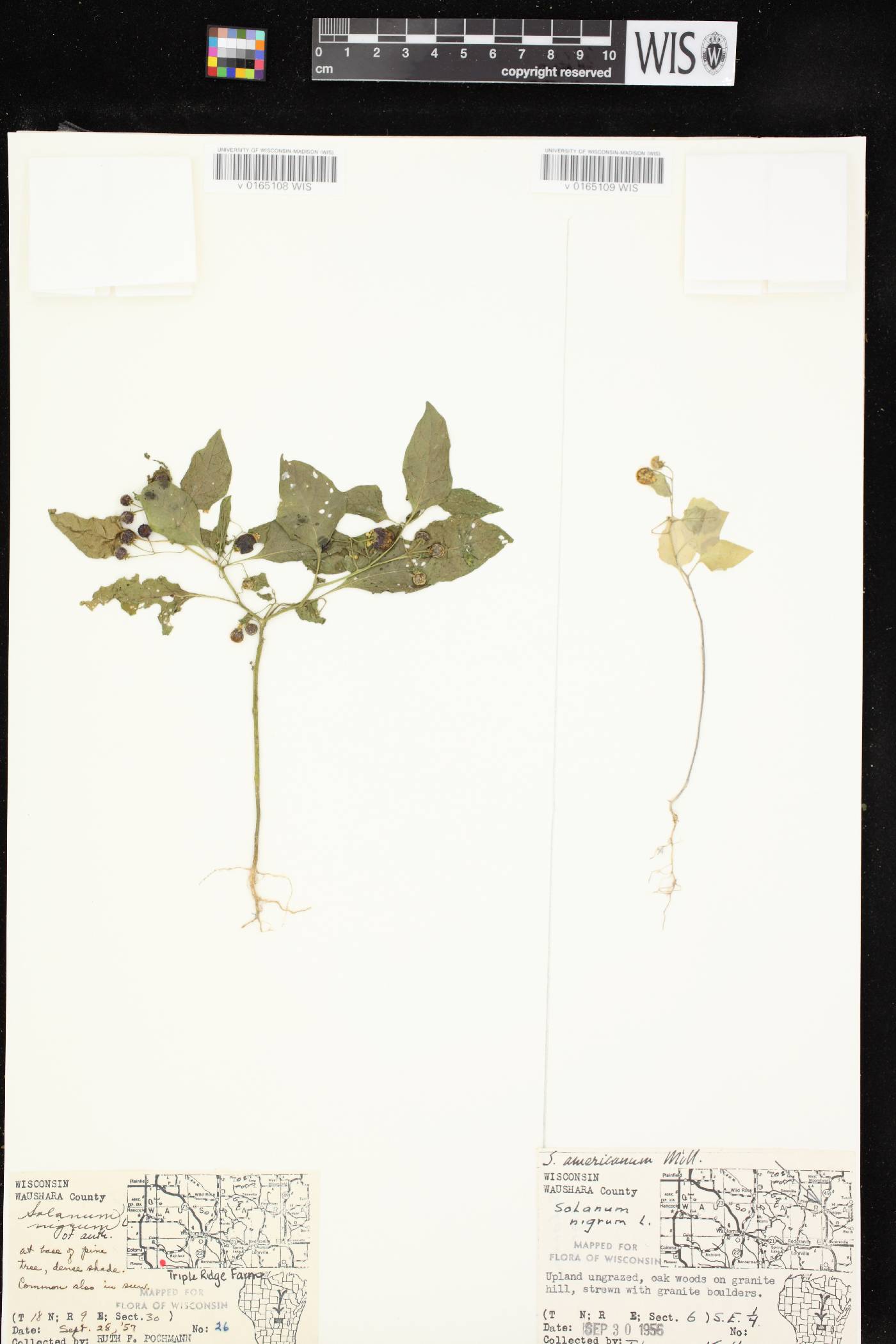 Solanum ptychanthum image