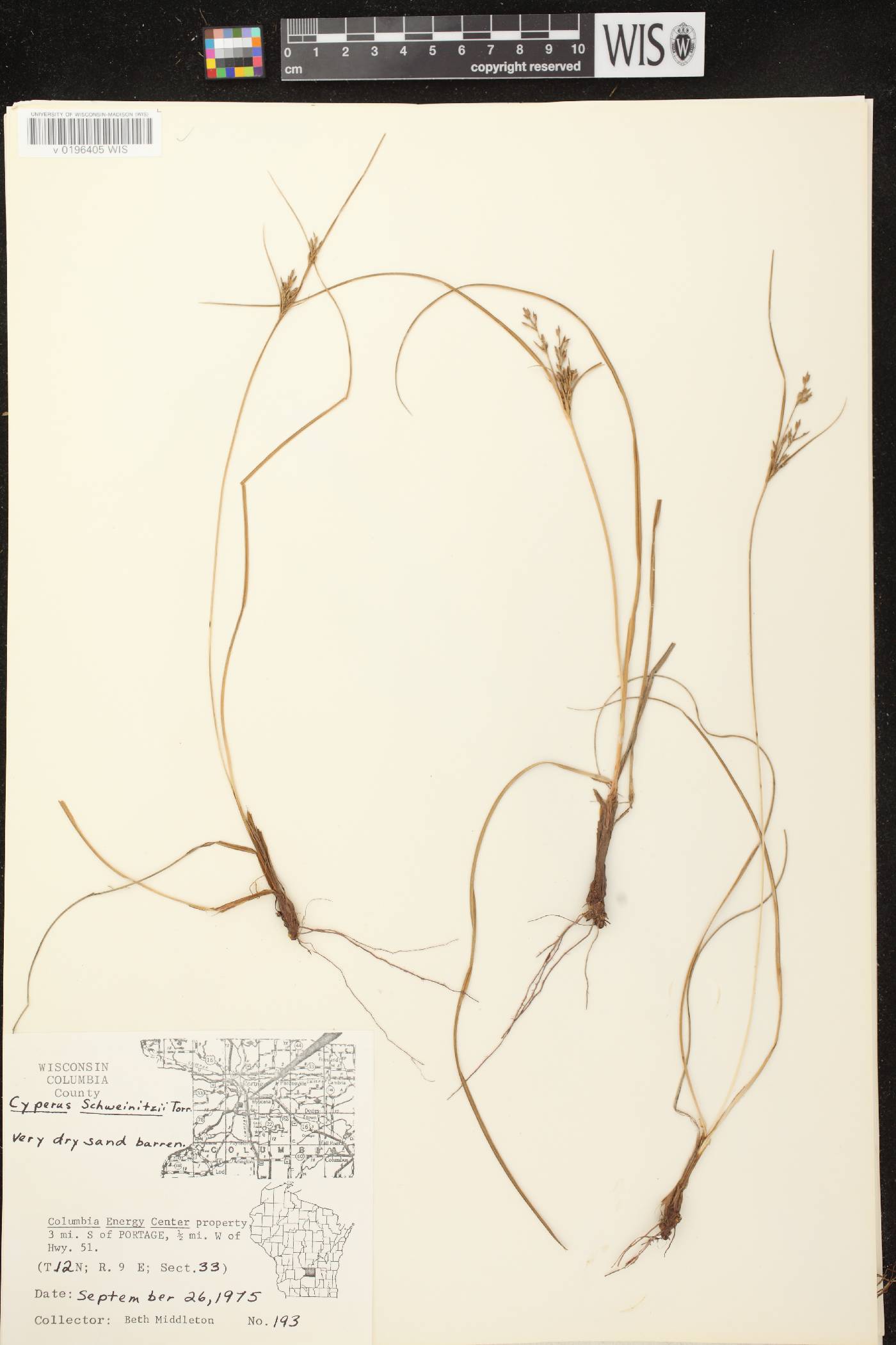 Cyperus schweinitzii image