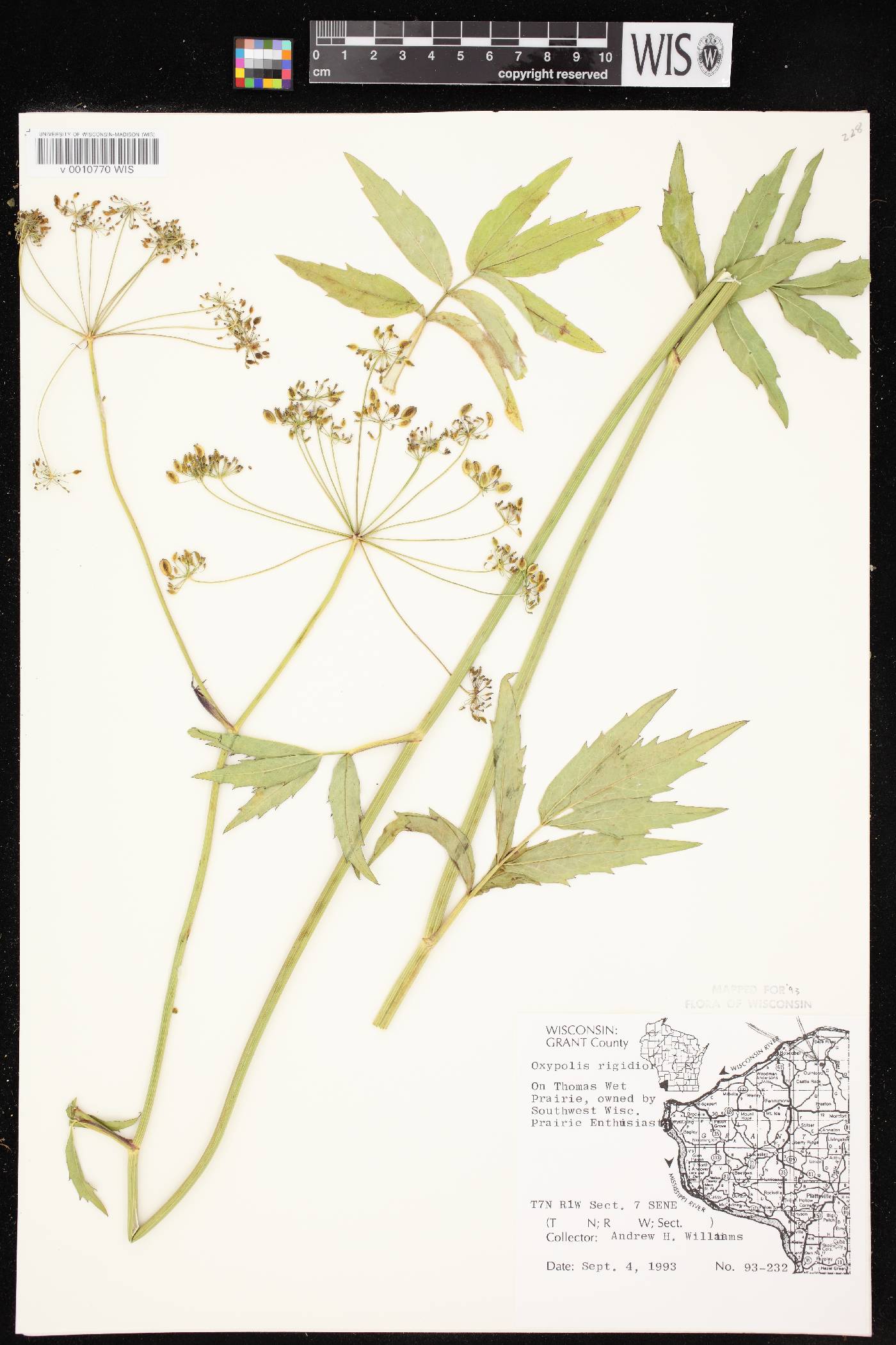 Oxypolis rigidior image