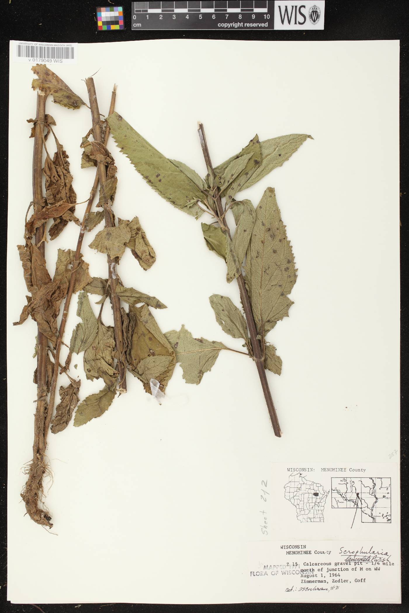 Scrophularia lanceolata image