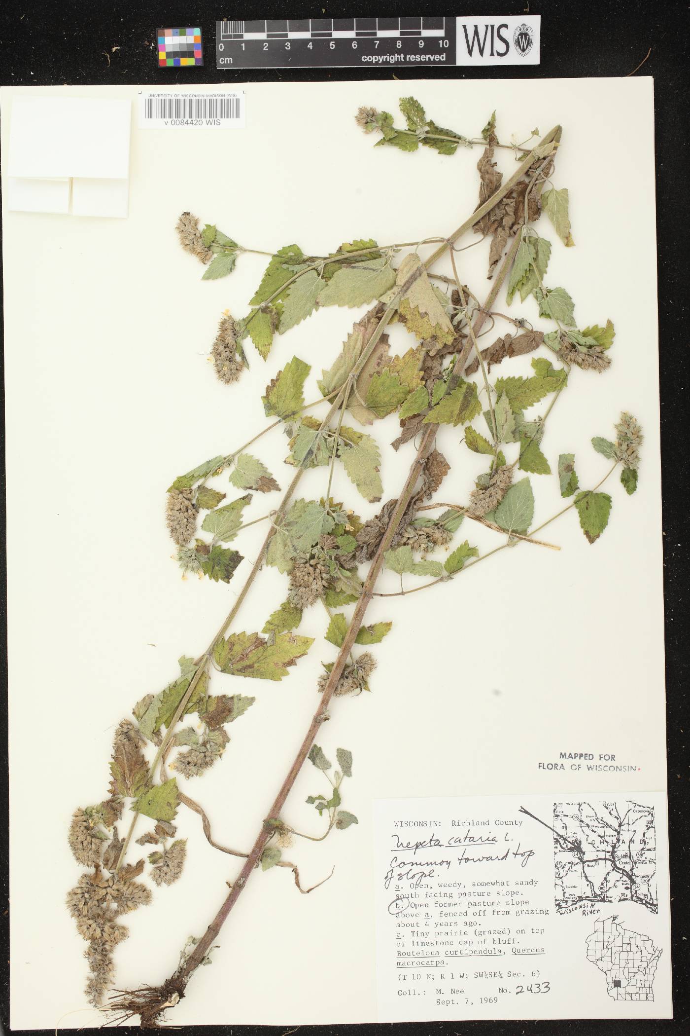 Nepeta cataria image