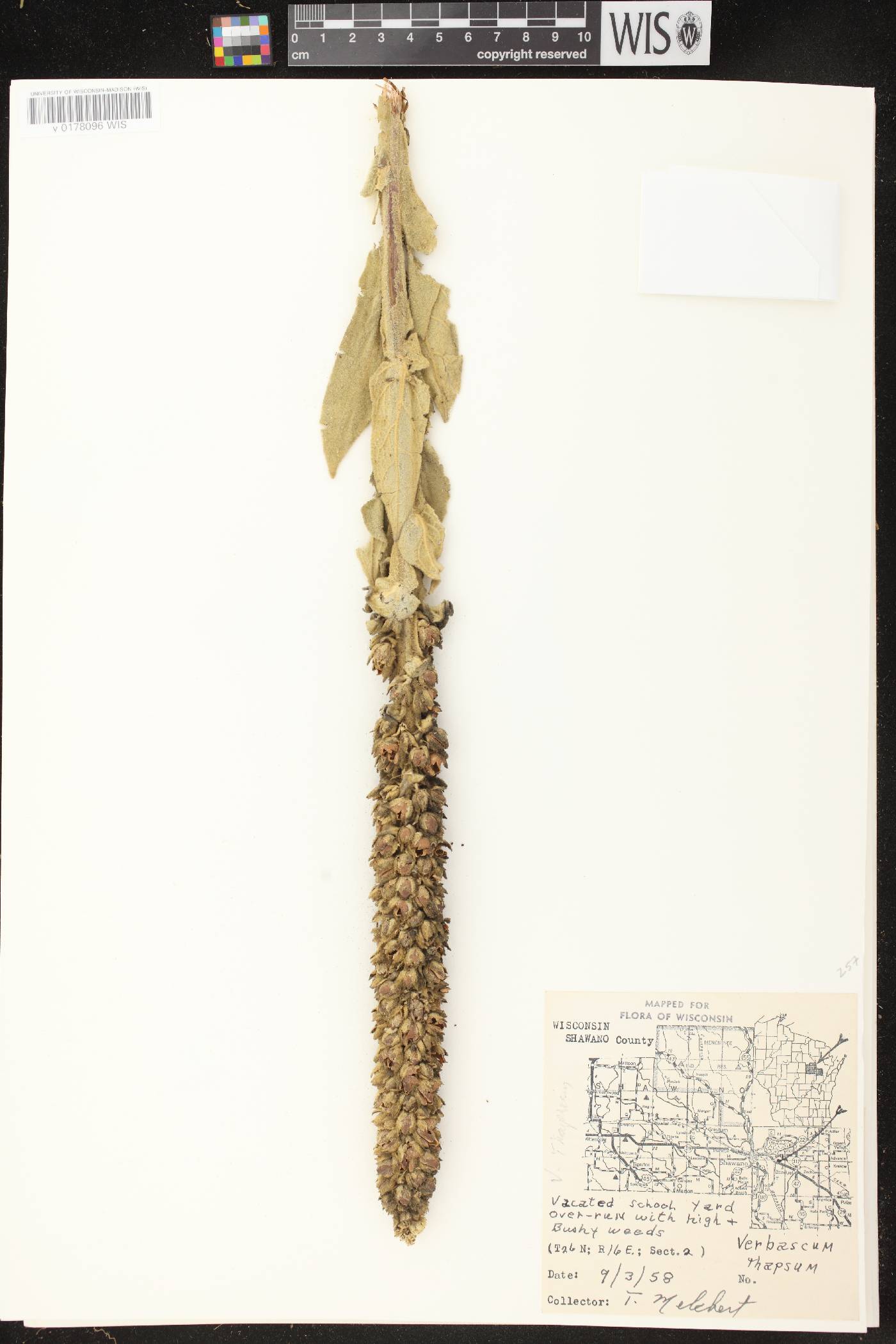 Verbascum thapsus image
