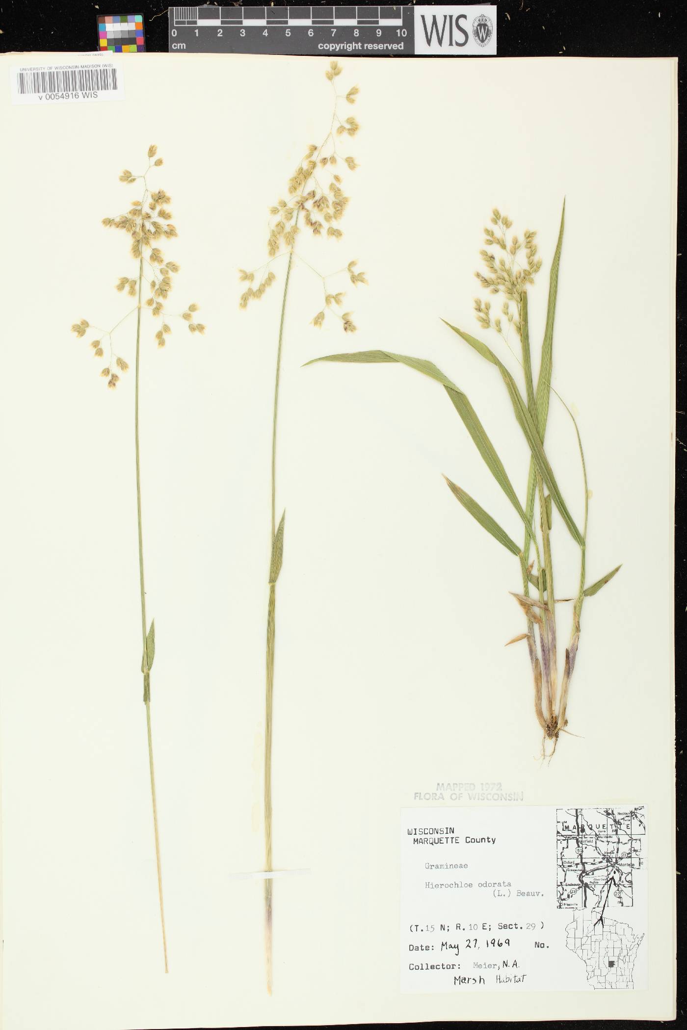 Anthoxanthum hirtum subsp. arcticum image