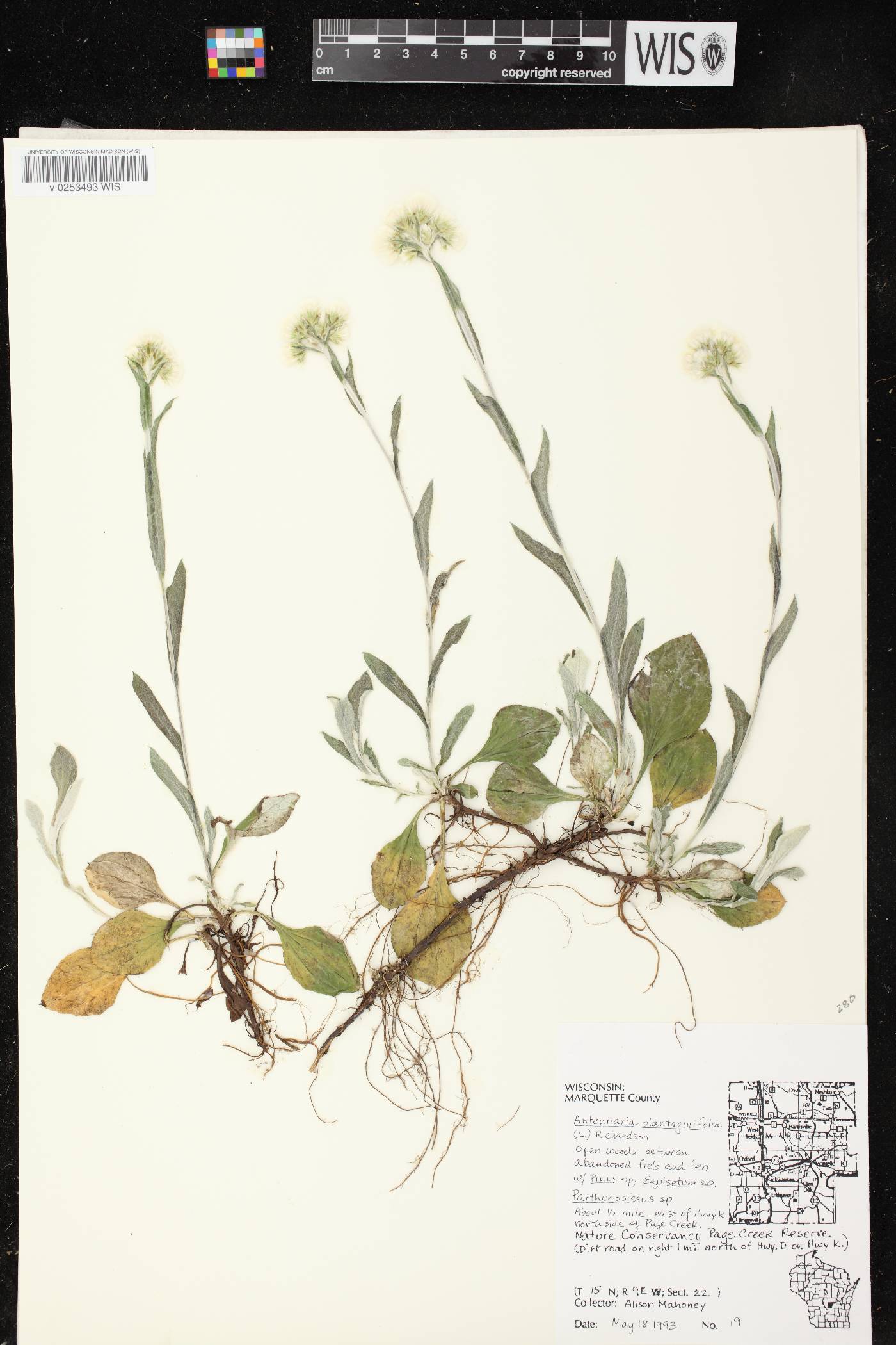 Antennaria plantaginifolia image